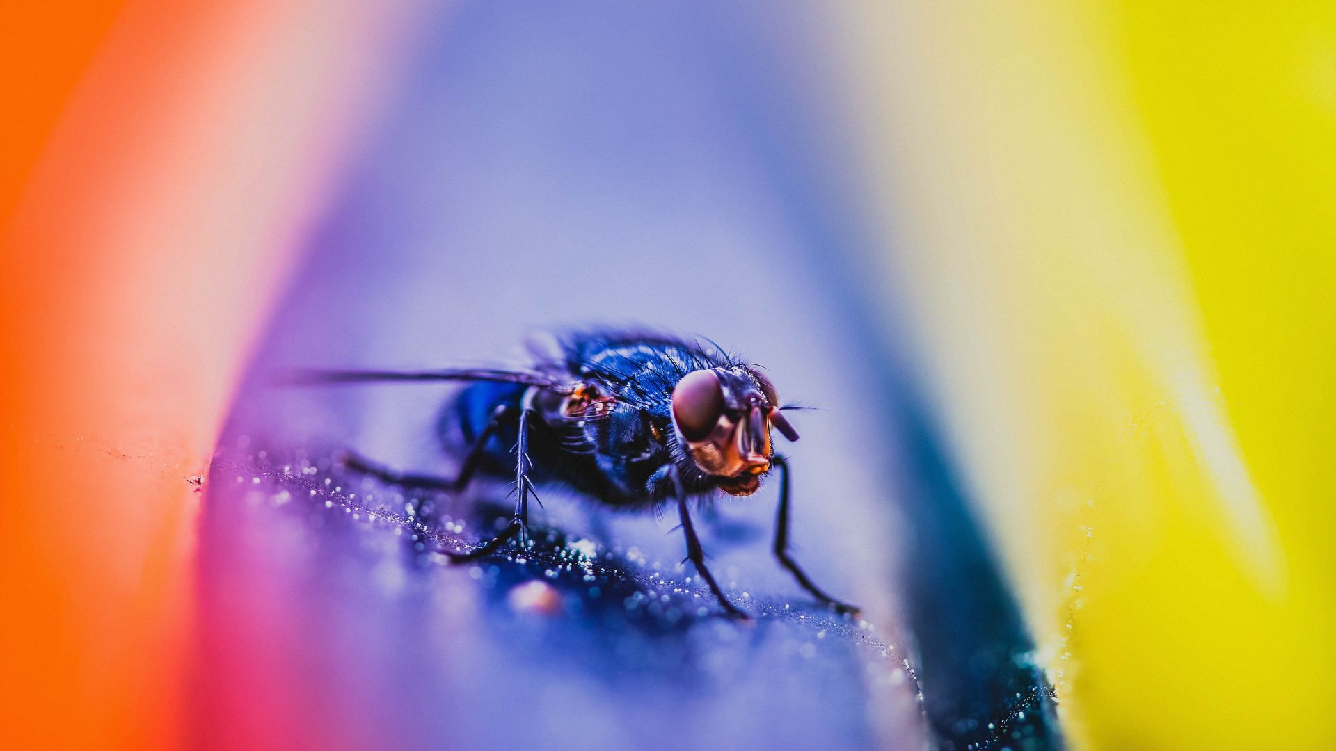 Download wallpaper 1920x1080 fly, insect, macro, close up full HD