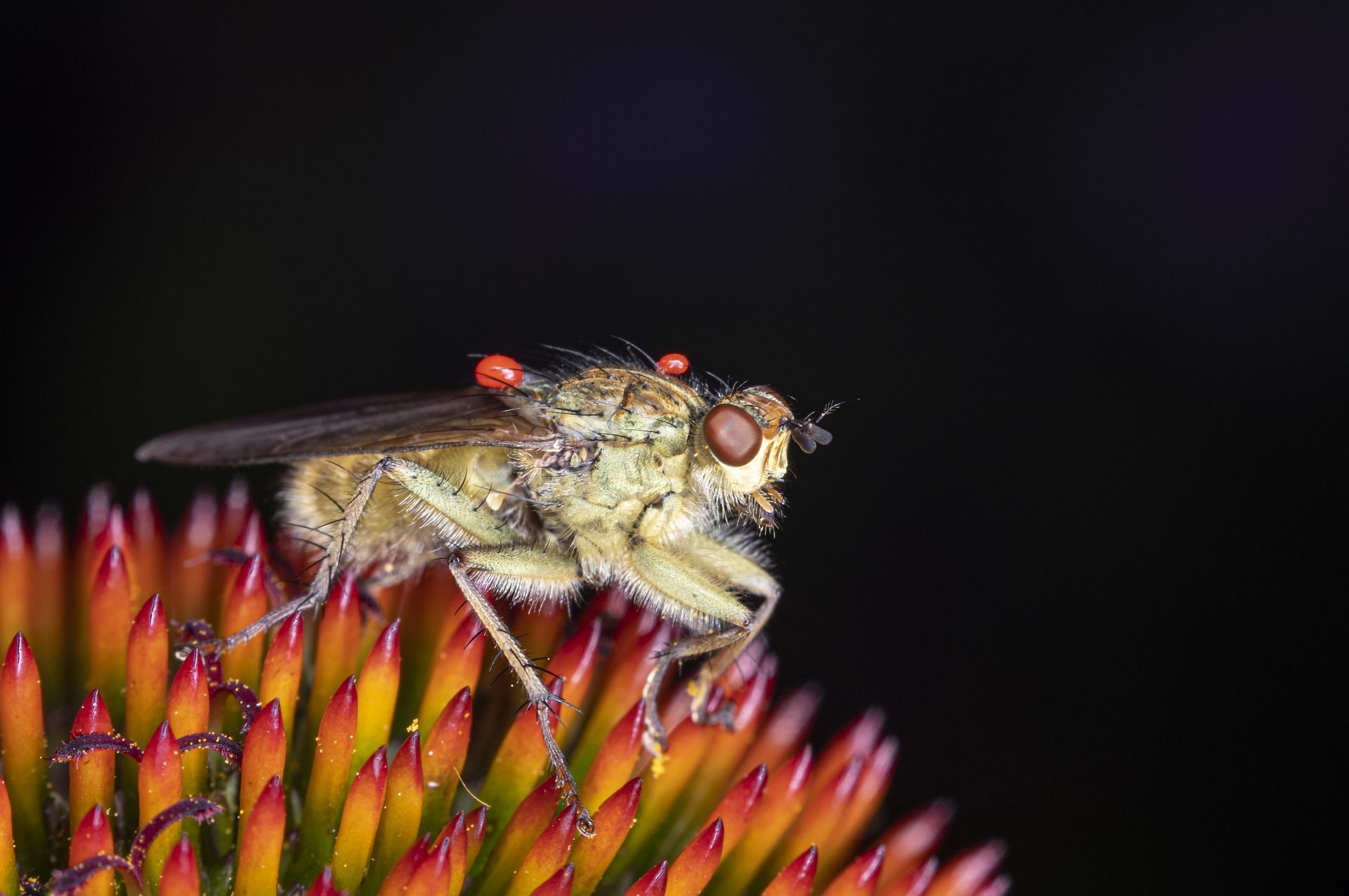 Close Up of a Fly on a Flower HD Wallpaper. Background Image