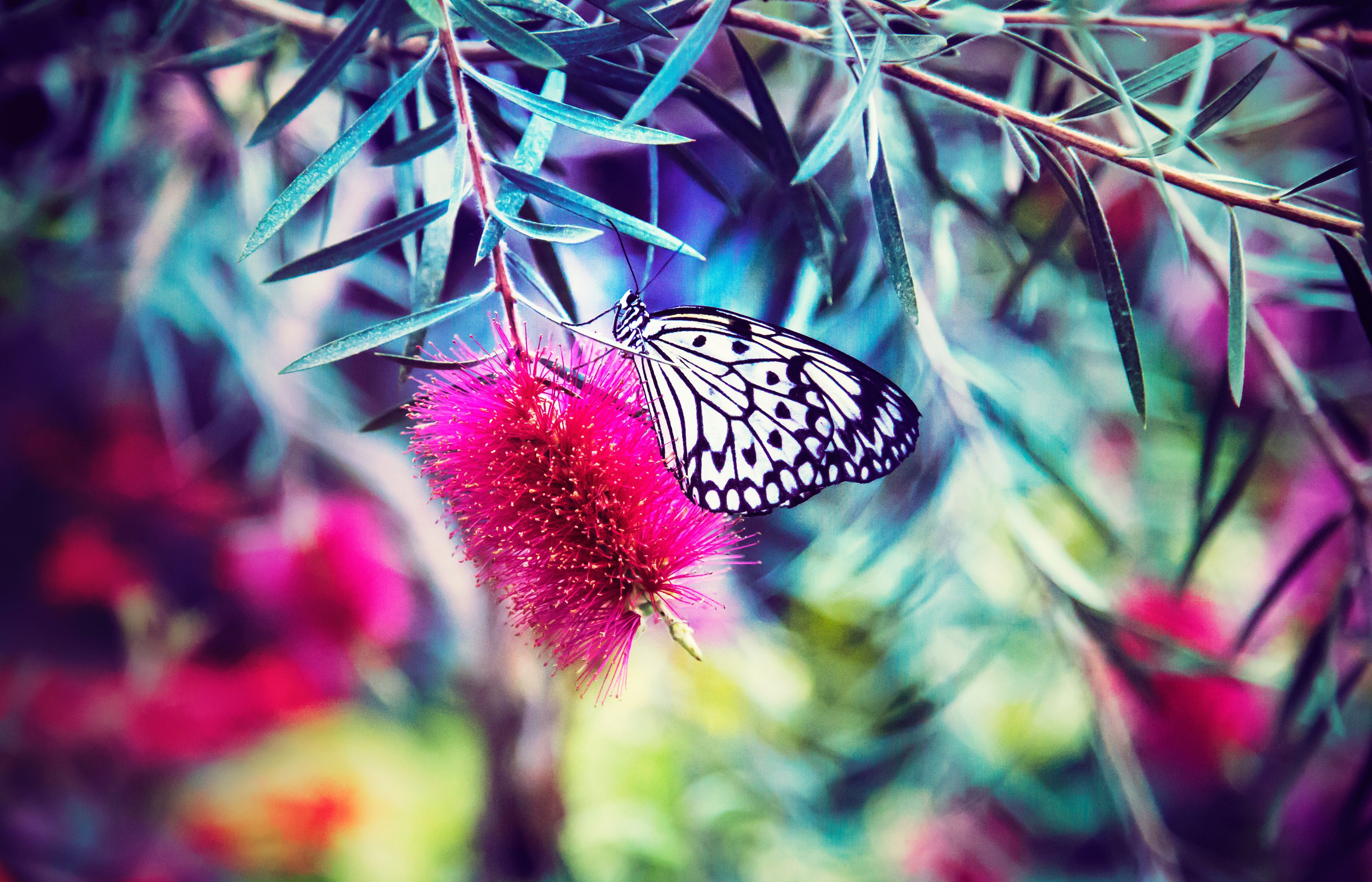 Download wallpaper 5472x3519 butterfly, flower, bright, blur HD