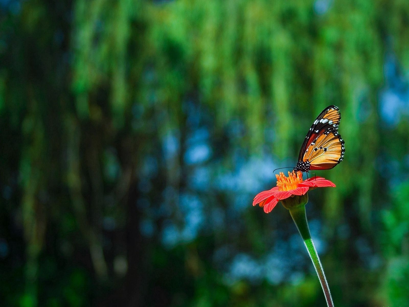Download wallpaper 1600x1200 butterfly, flower, flying, beautiful