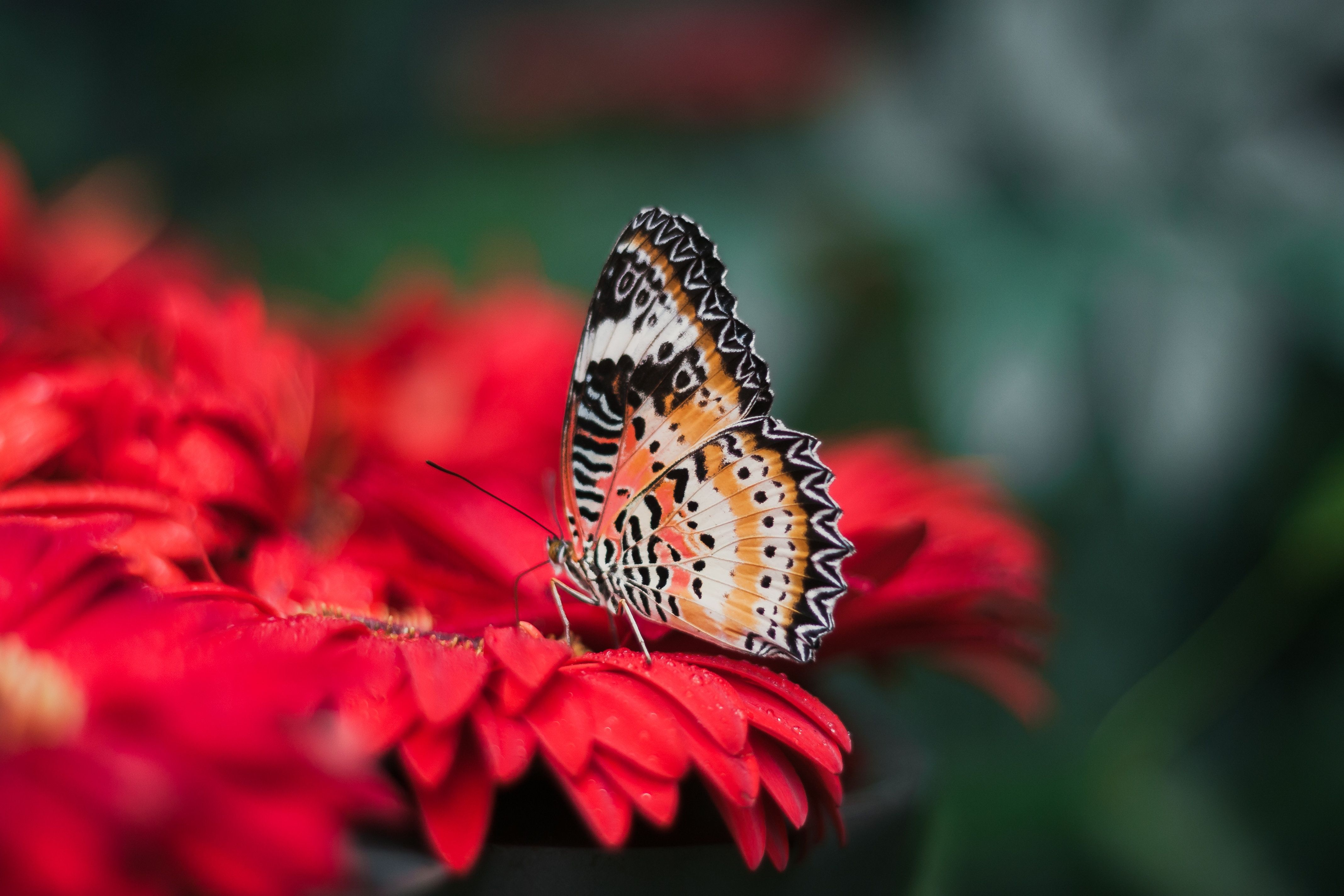 Download wallpaper 4272x2848 butterfly, wings, bright, flower