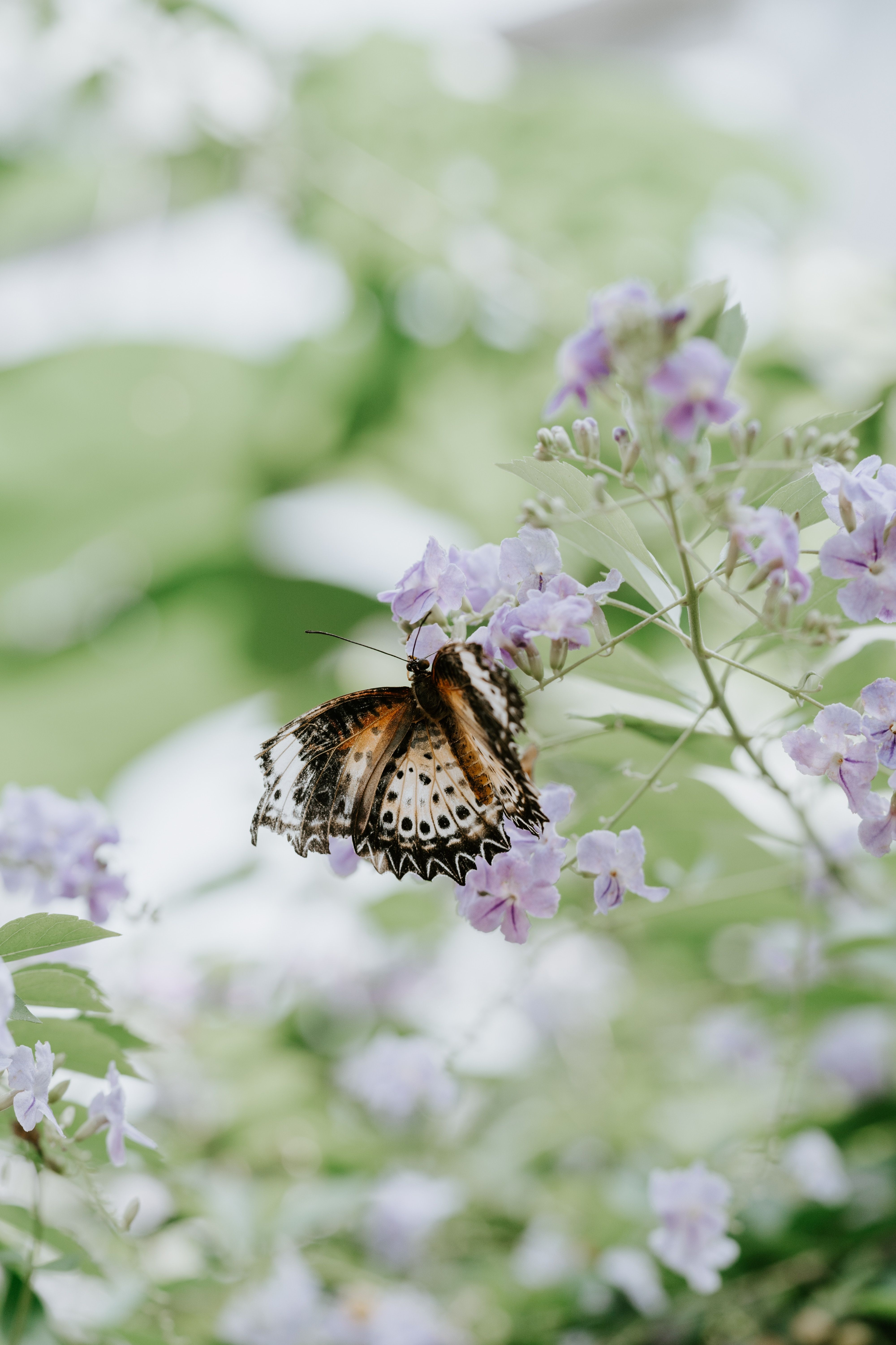 Download Wallpaper 4000x6000 Butterfly, Flower, Close Up, Motion
