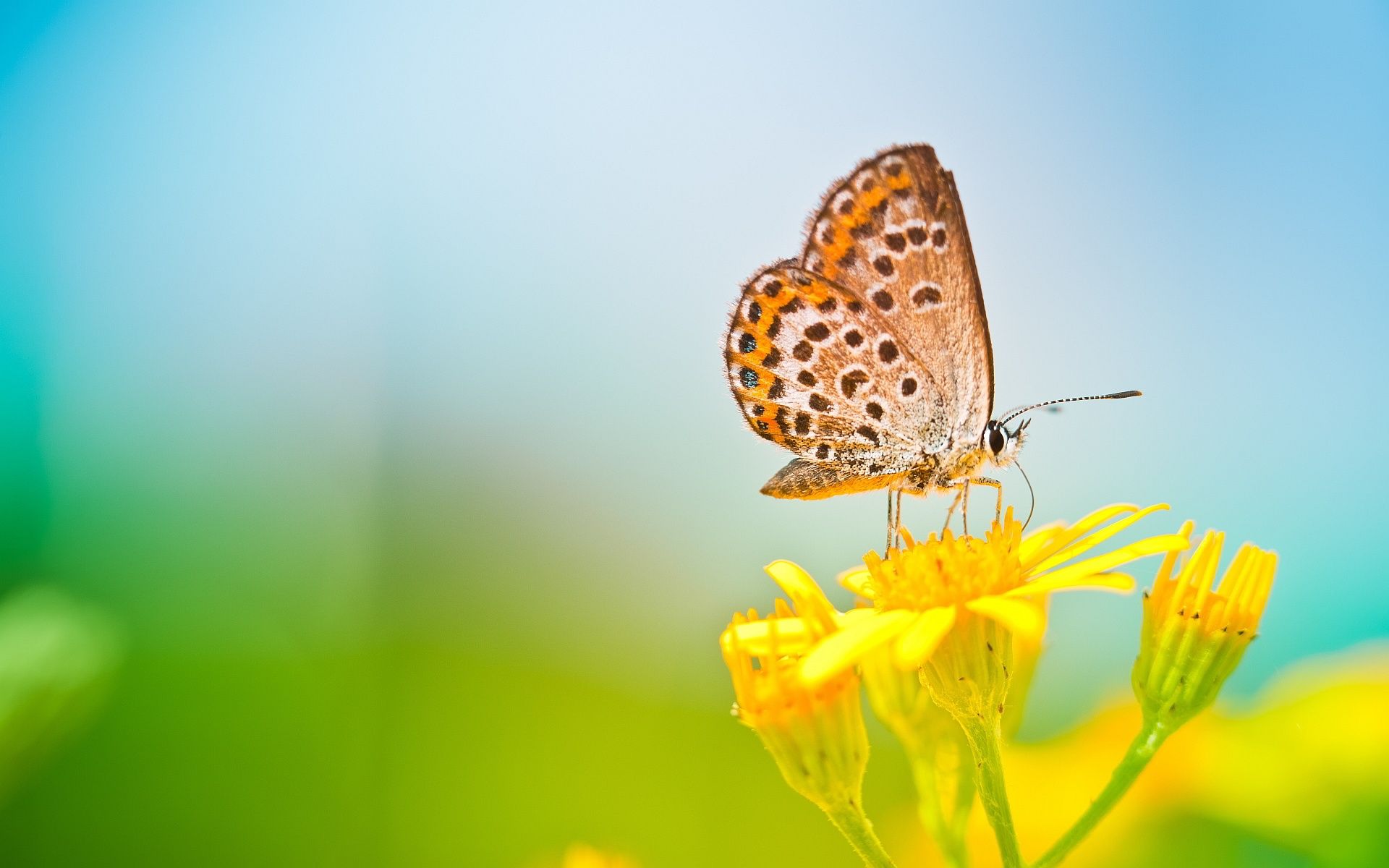 Wallpaper Spring butterfly, yellow flower, blurred background