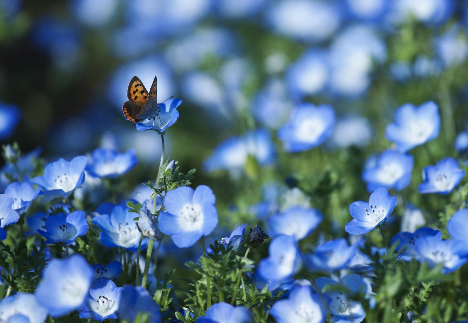 nemophila blue flower petals butterfly the field blur HD wallpaper