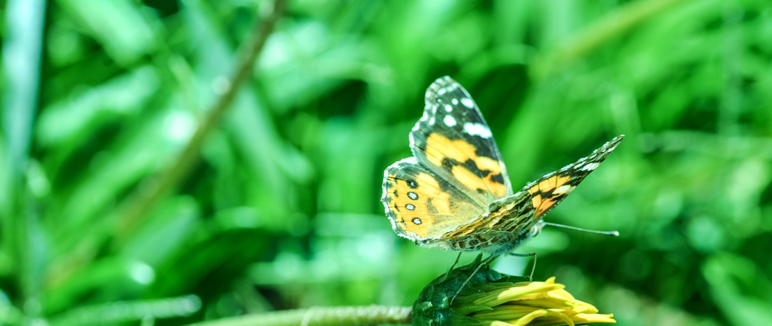 butterfly, flower, blur 2560x1080 Resolution Wallpaper