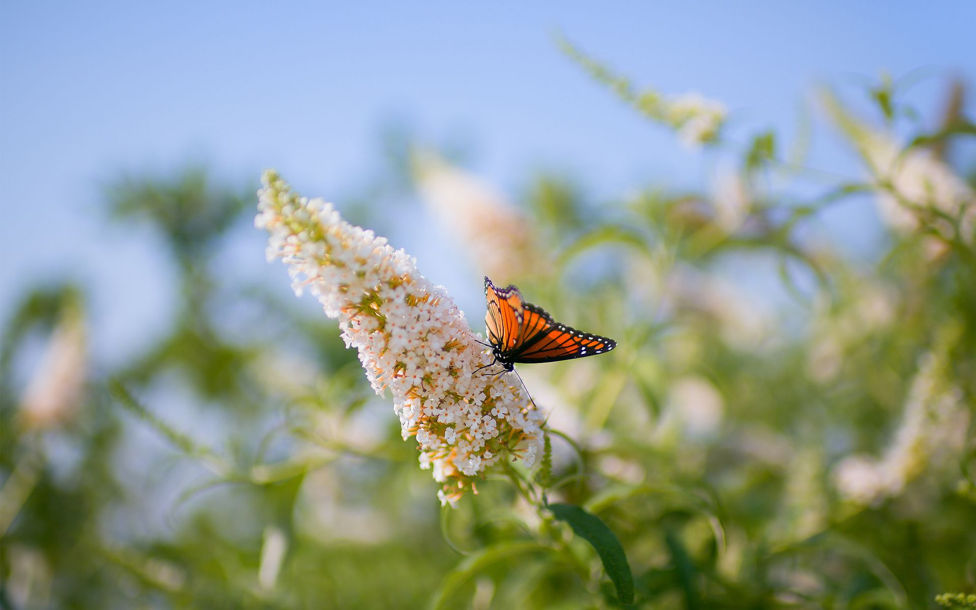 butterfly, Flower, Macro, Plant, Blurring Wallpaper HD / Desktop