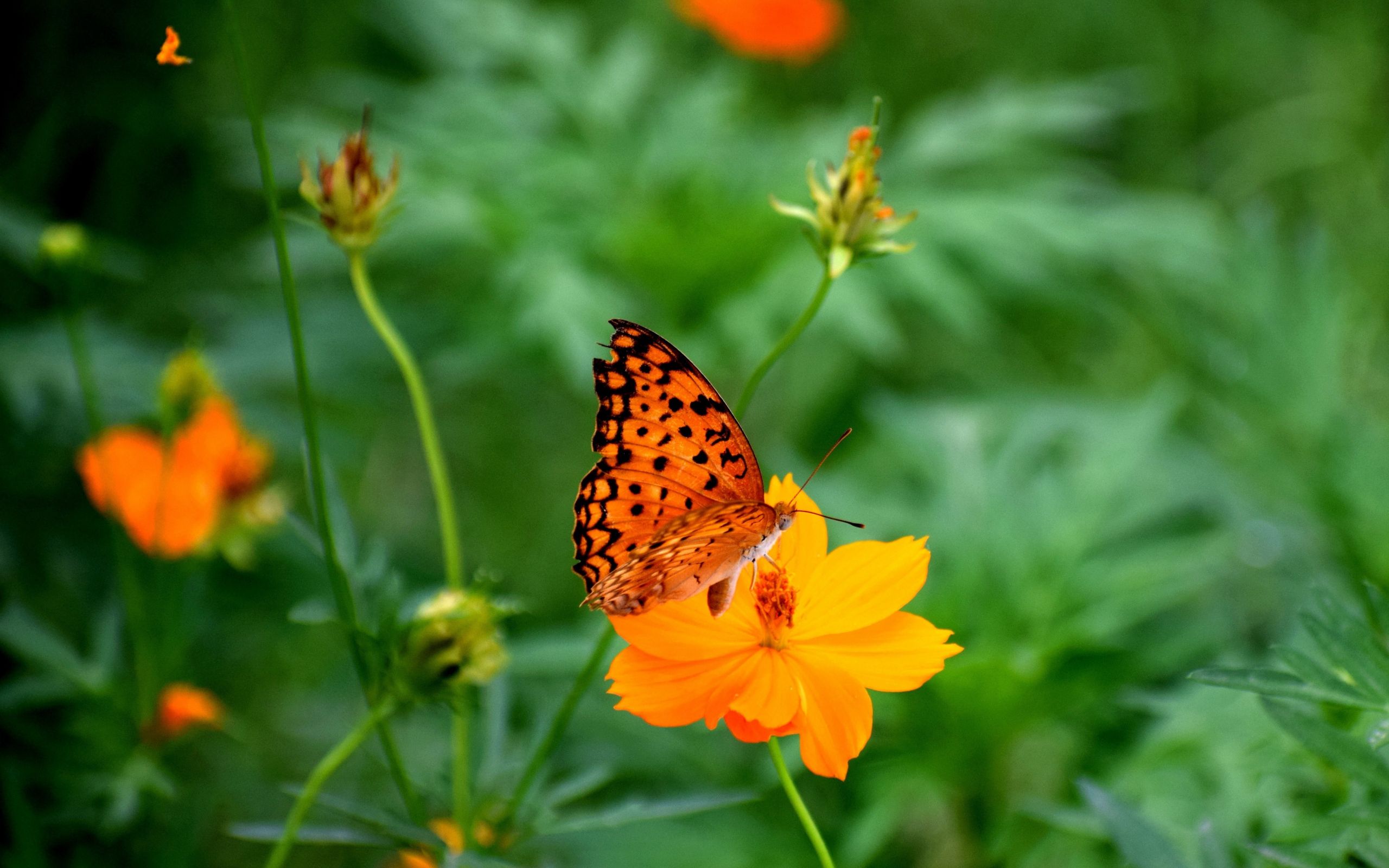 Download 2560x1600 wallpaper nature, butterfly, blur, insect