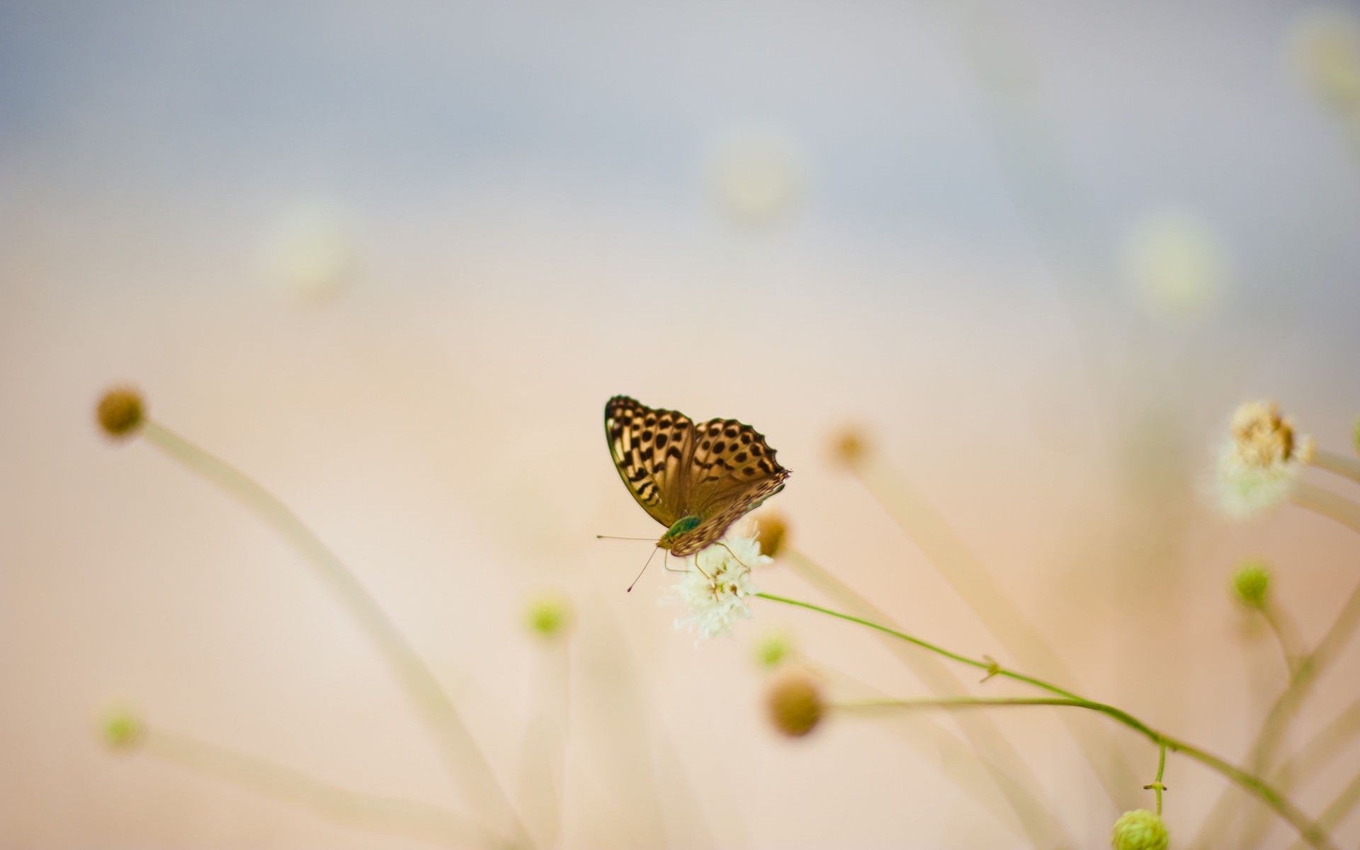 butterfly, Flowers, blurring, white, summer, knapweed