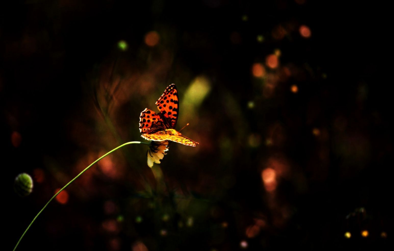 Flowers Blur HD Wallpaper. All Wallpaper Desktop