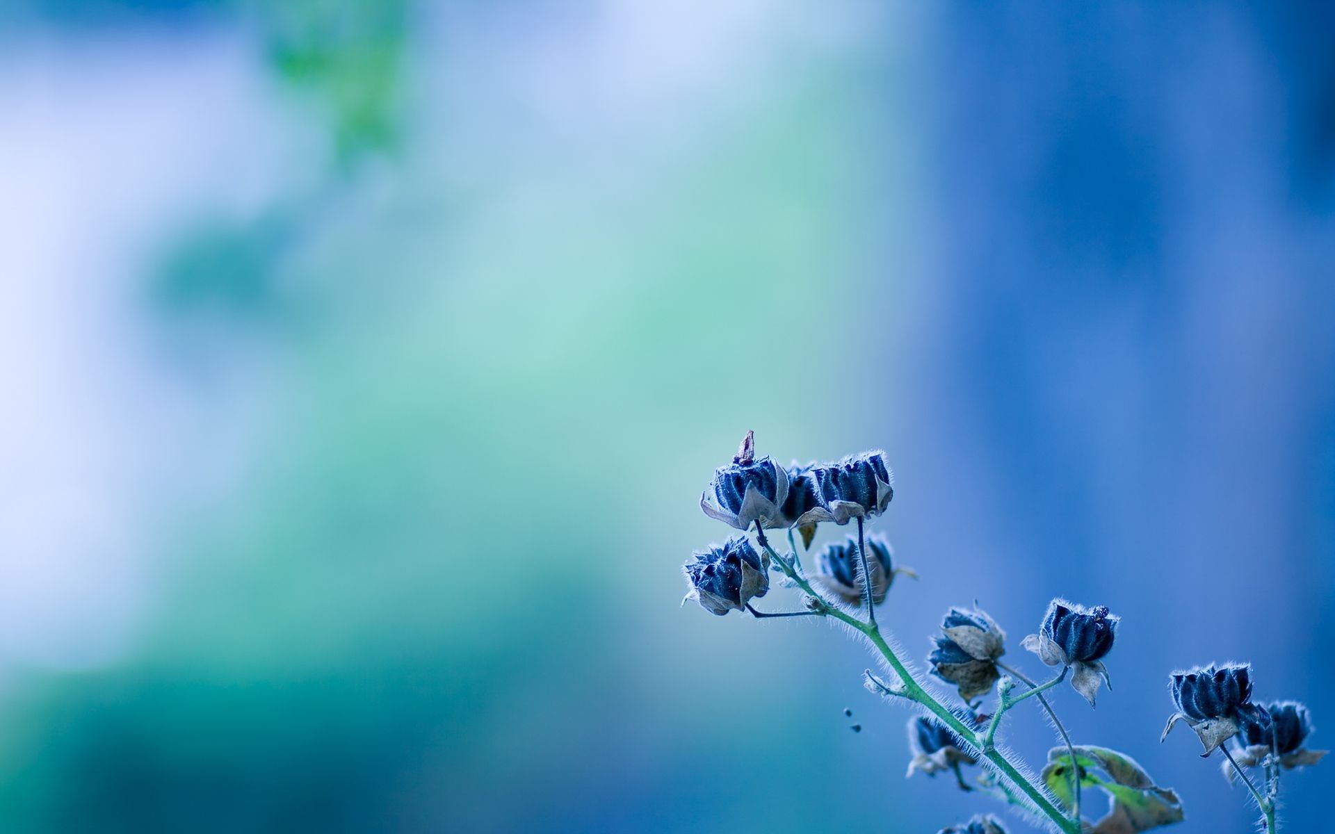 Blue Flower Blurred Background Wallpaper