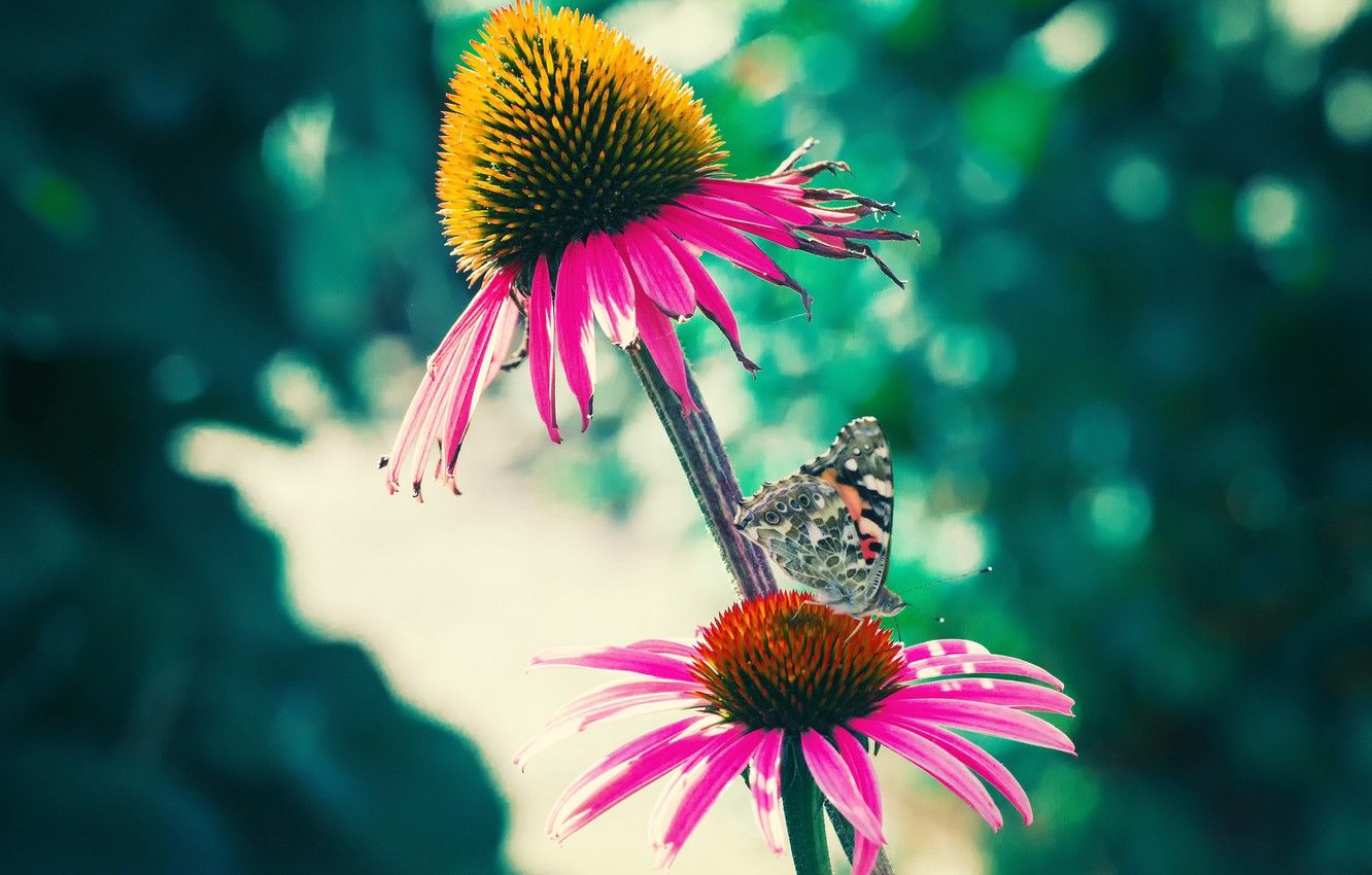Wallpaper Close Up, Animals, Nature, Butterfly, Flowers, Macro