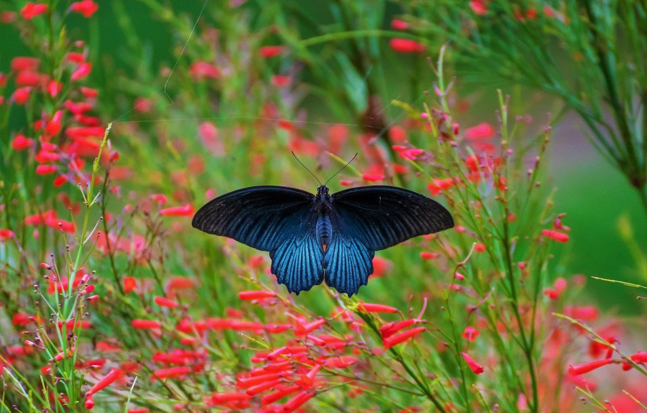 Wallpaper macro, flowers, nature, green, background, stems