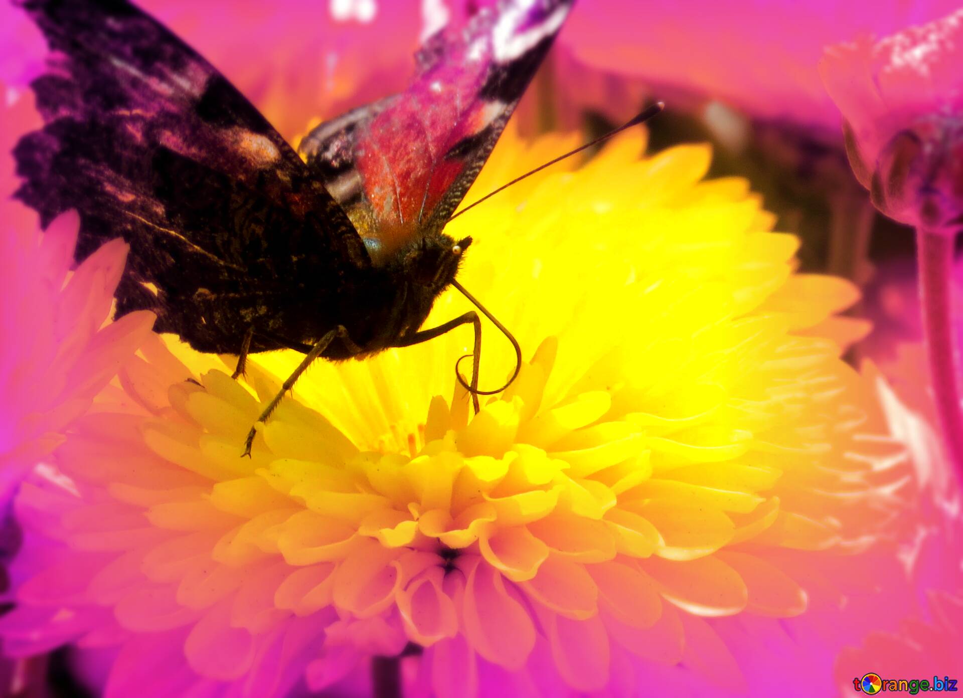Download Free Picture Butterfly And Flower Blur Frame On CC BY