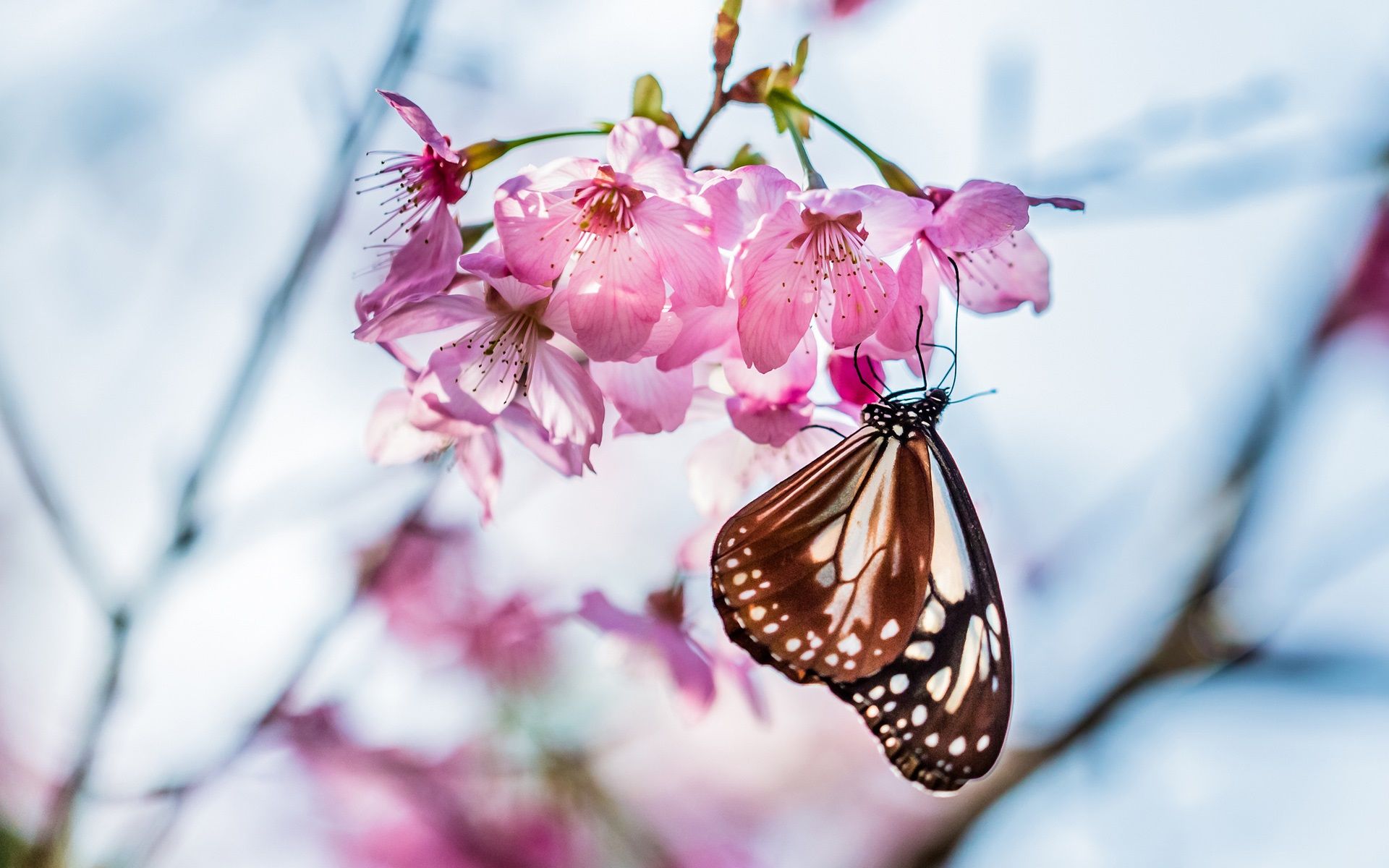 Wallpaper Butterfly, twig, sakura bloom, pink flowers, spring