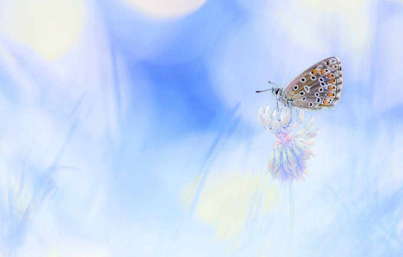 Wallpaper flower, macro, light, background, butterfly, blur