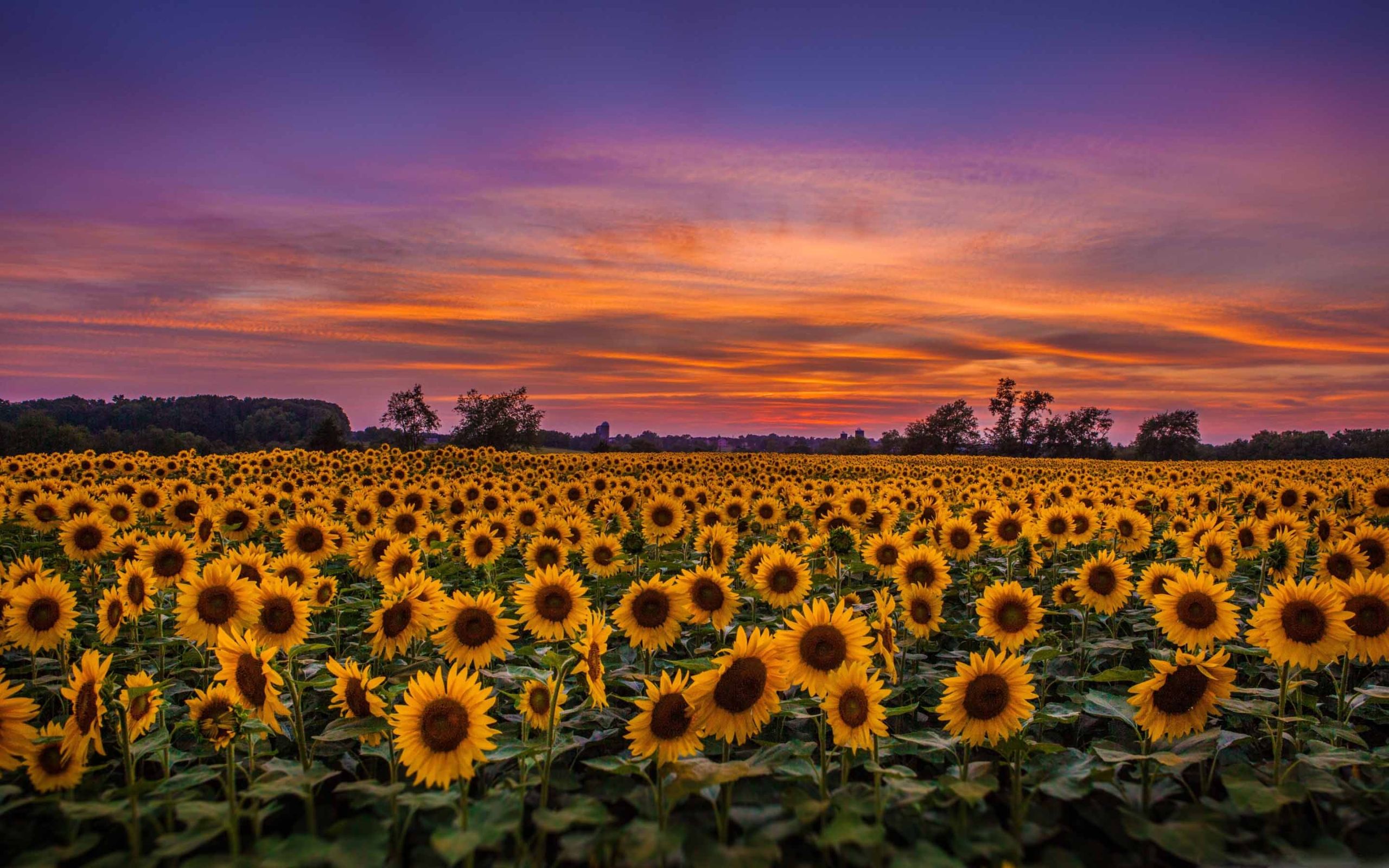 Sunflower Field Mac Wallpaper Download