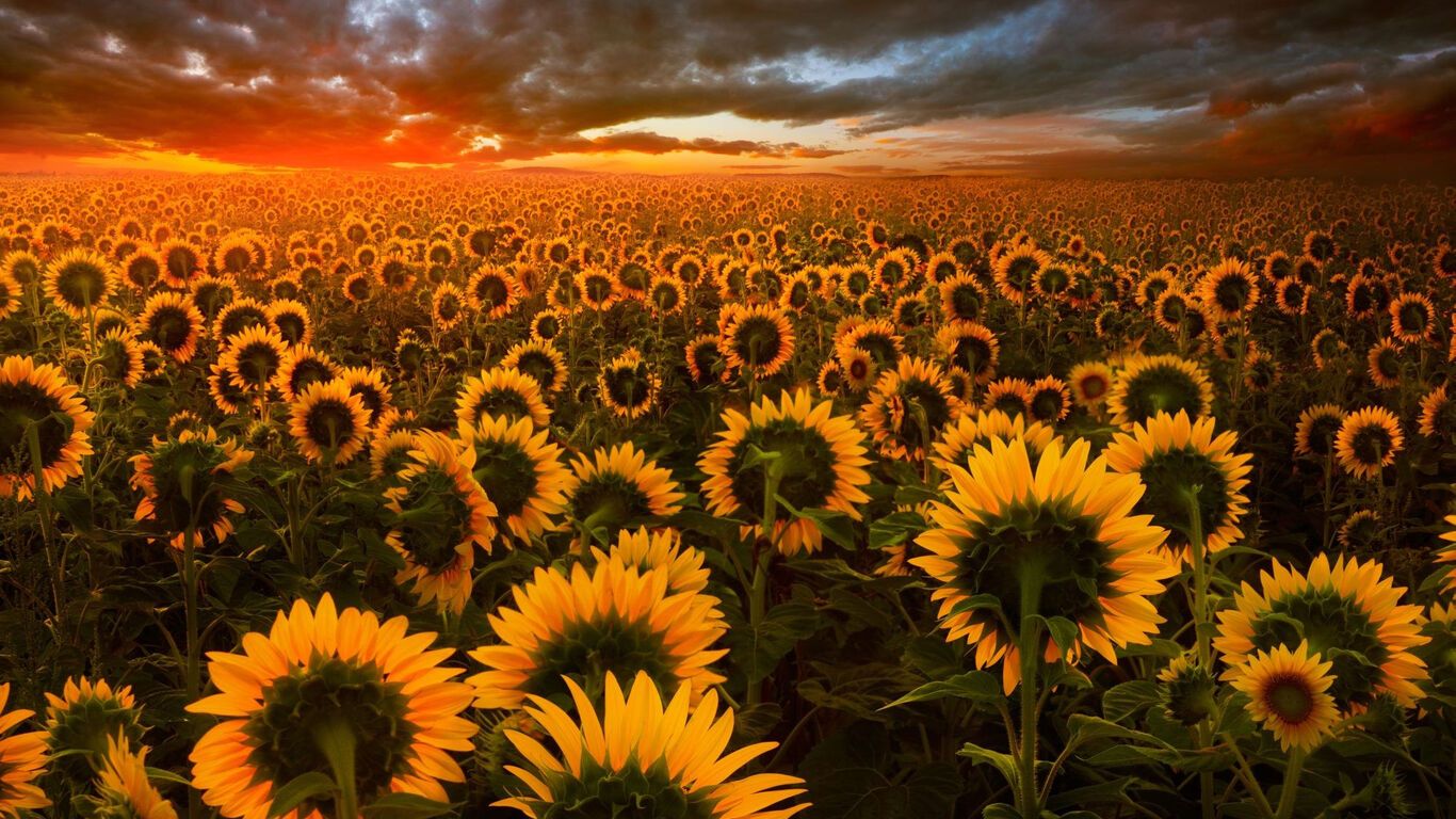 Sunflower Field 1366x768 Resolution HD 4k Wallpaper