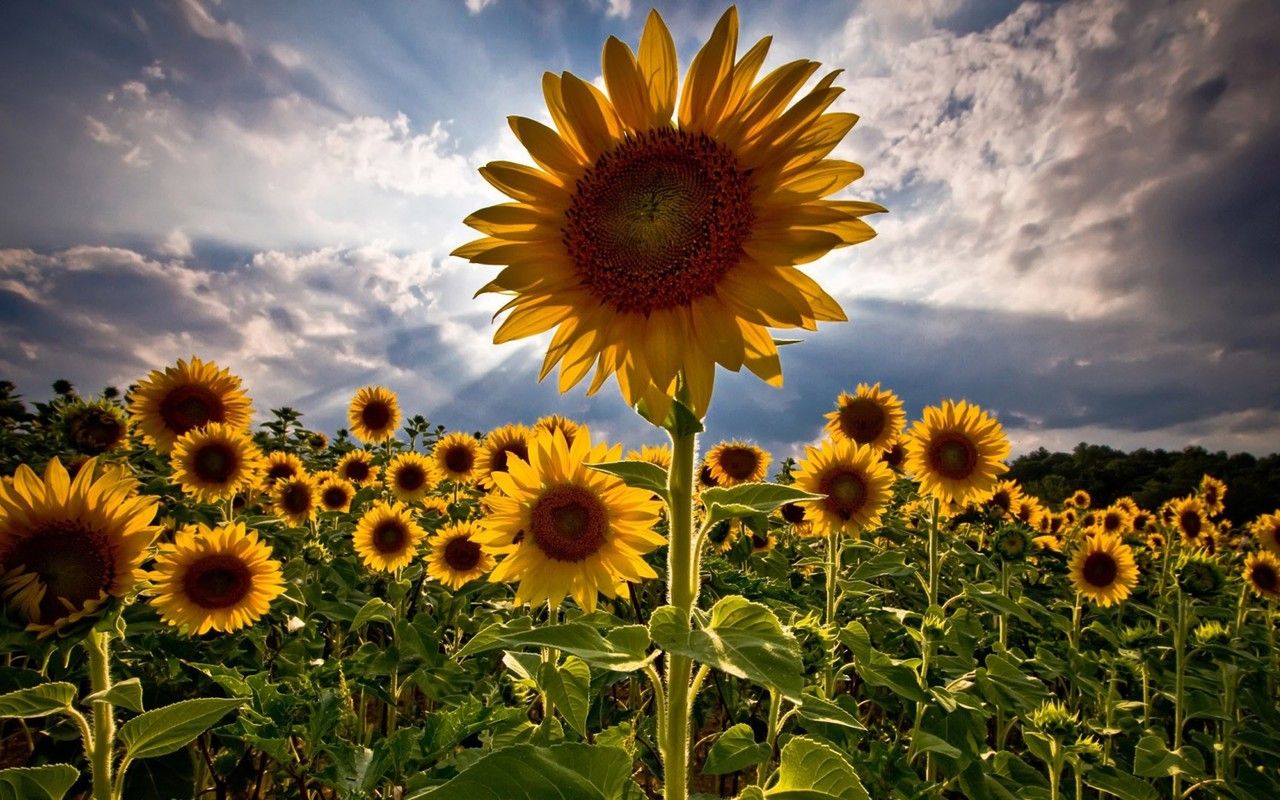 Free download Sunflower field Widescreen Wallpaper 4157 1280x800