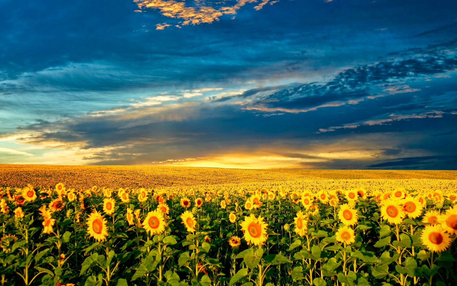 Free Download Wallpaper: Free Download Beautiful Sunflower Field
