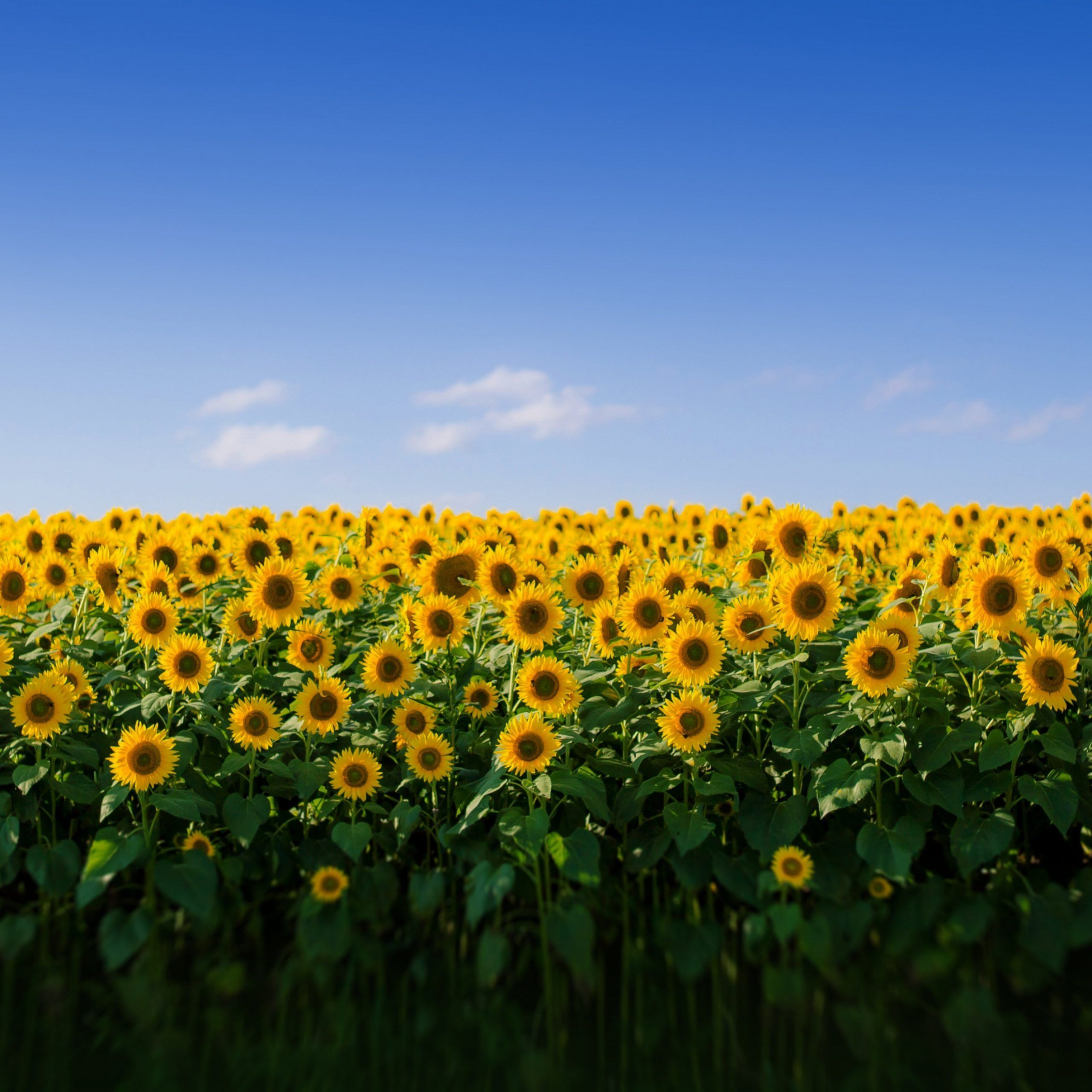 Download Sunflower Field Aesthetic UltraHD Wallpaper