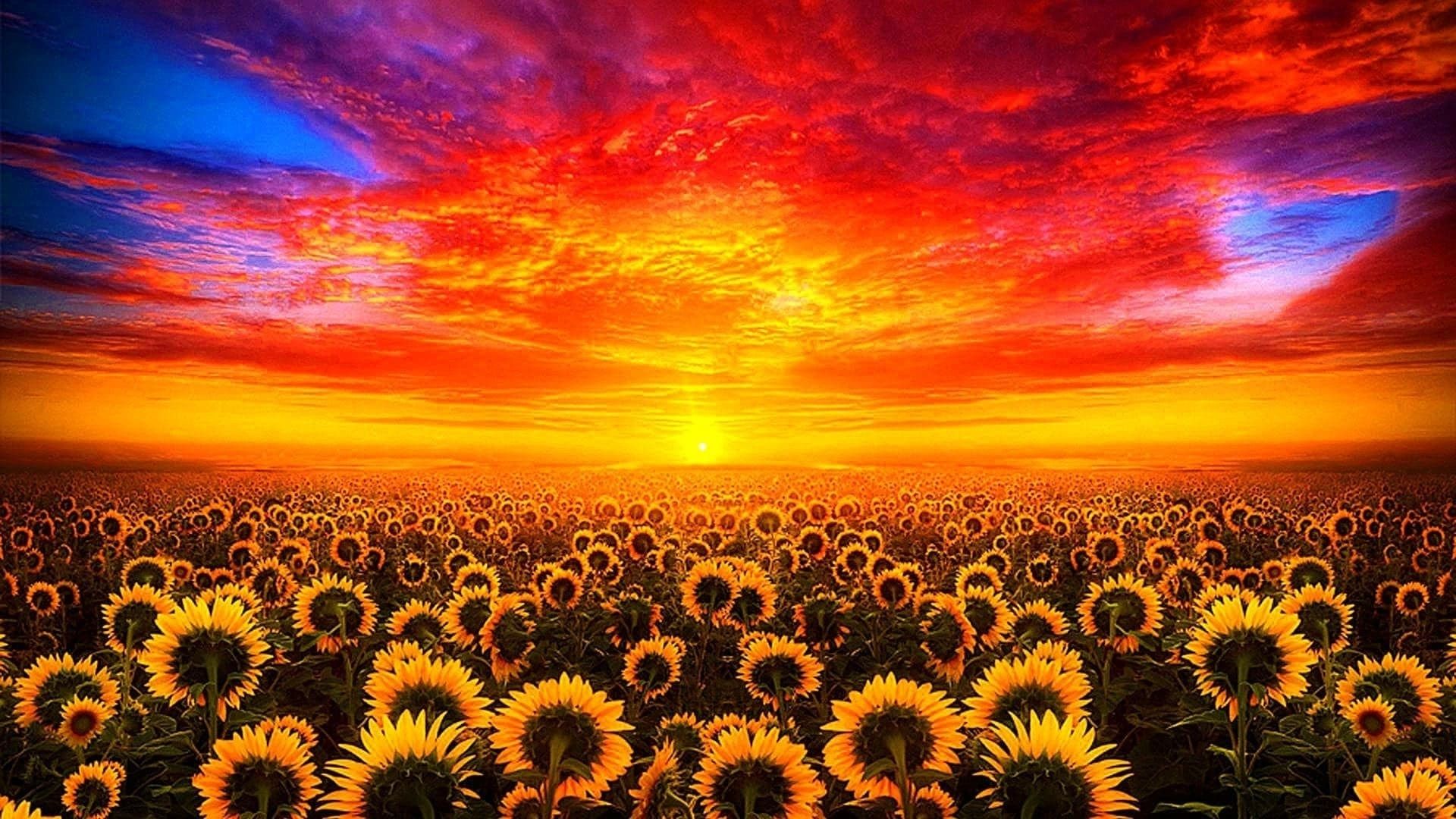 Sunflower Field HD Wallpaper