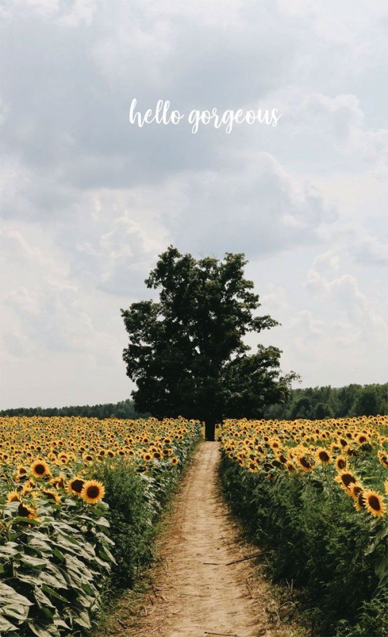 Sunflower field iPhone wallpaper awesome iphone wallpaper