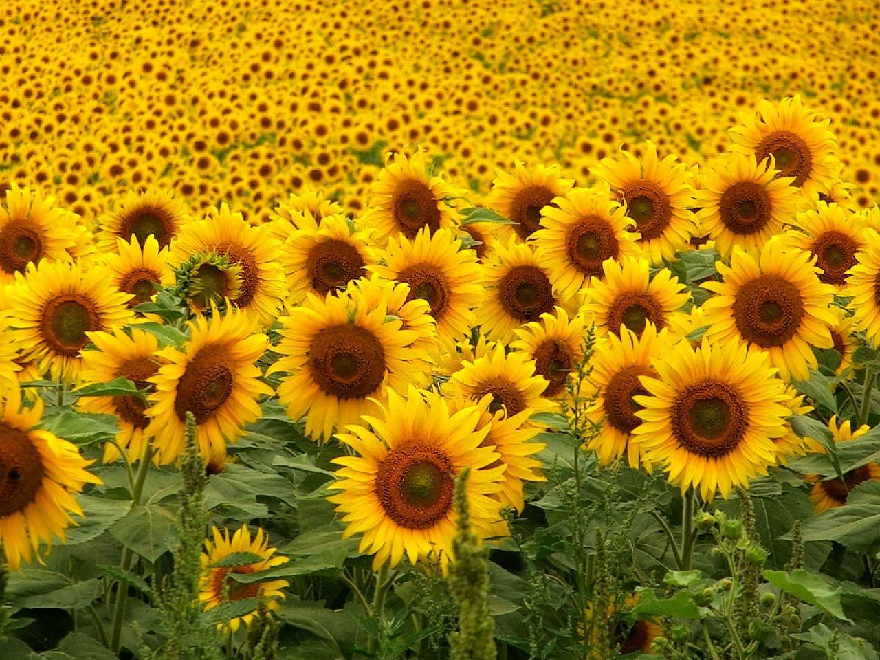 Beautiful Sunflowers Field Wallpaper [1280x960]