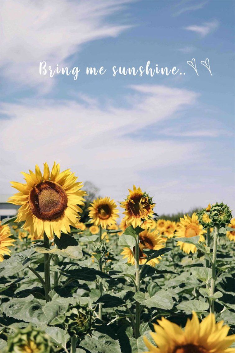 Blue sky & Sunflower field Bring me sunshine iPhone wallpaper