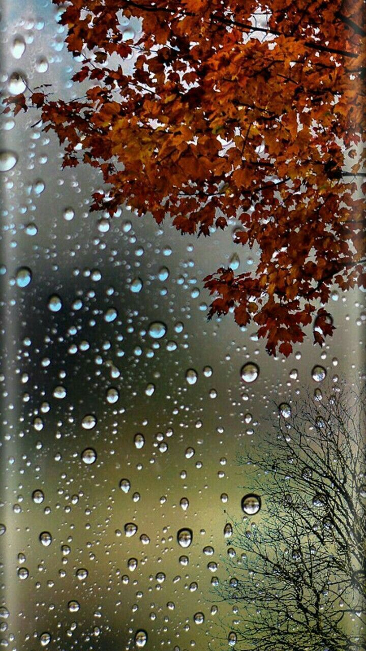 Rain. Rain wallpaper, Autumn trees