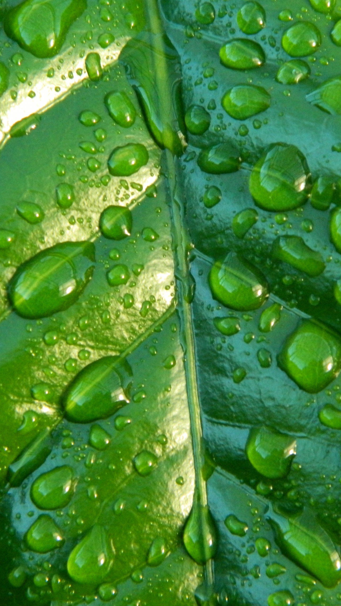 Raindrops on Leaf Wallpaper, Android & Desktop Background