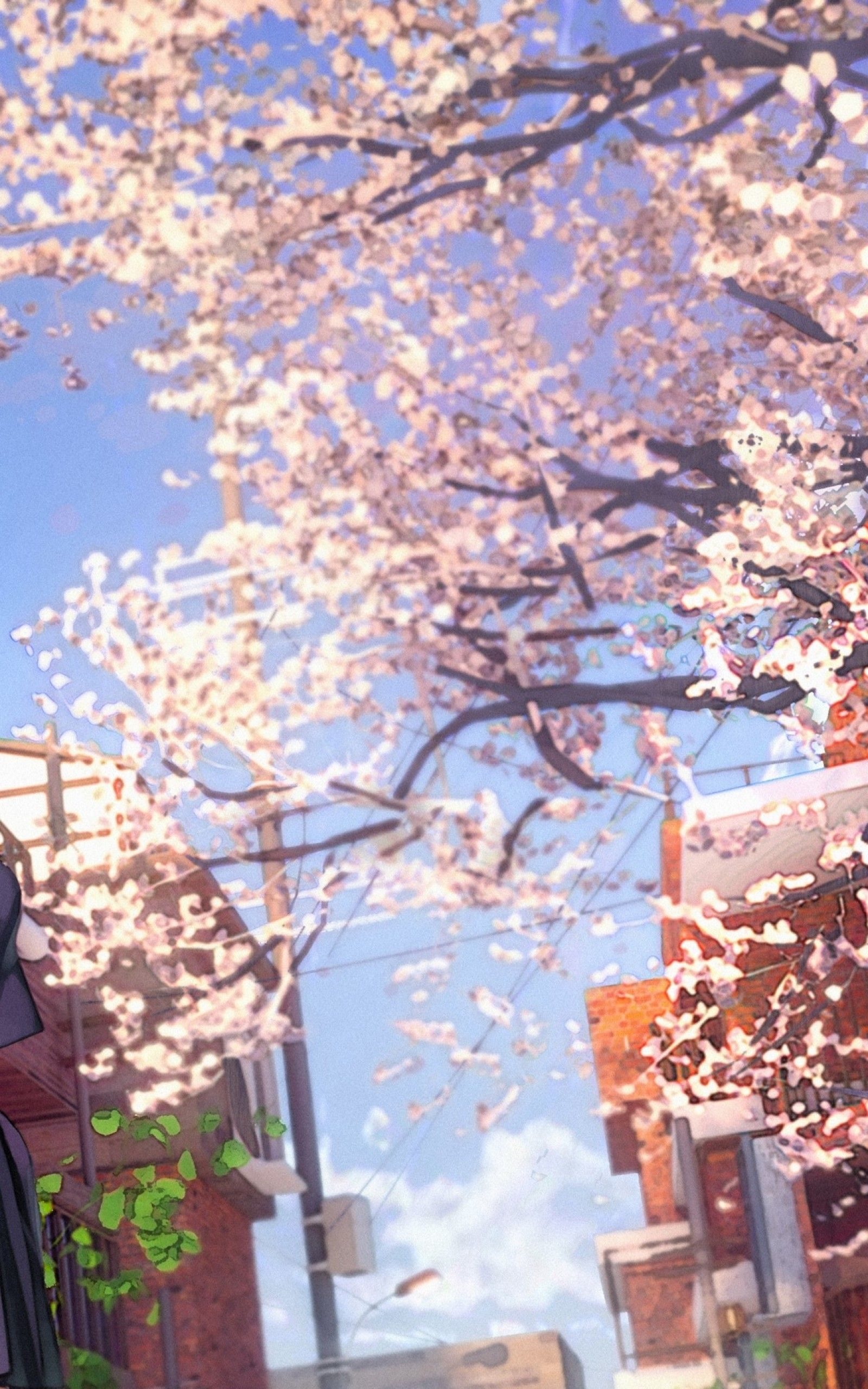 Download 1600x2560 Cherry Blossom, Sakura Petals, Anime School
