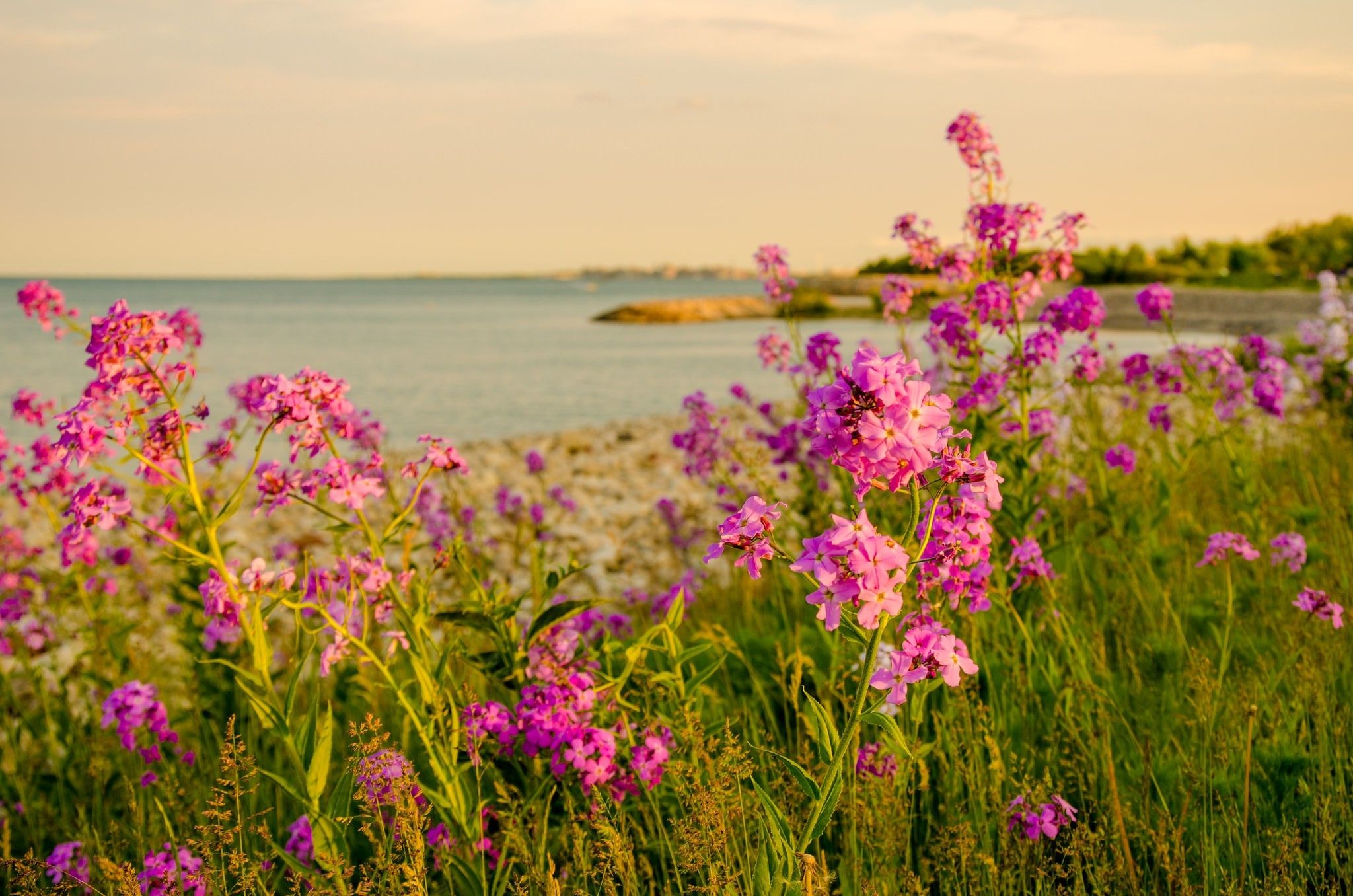 landscape, Sea, Flowers Wallpaper HD / Desktop and Mobile Background