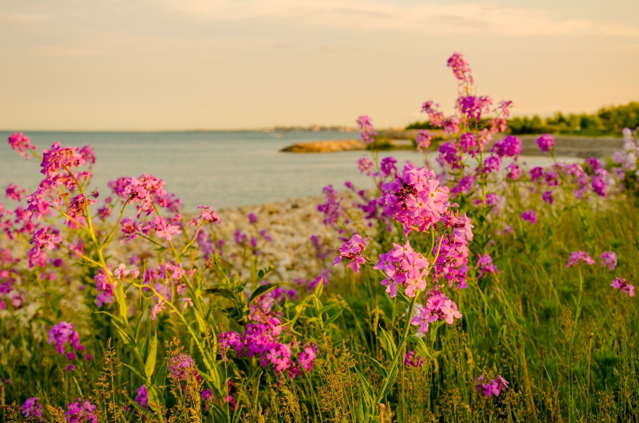 Sea Flowers Wallpapers - Wallpaper Cave