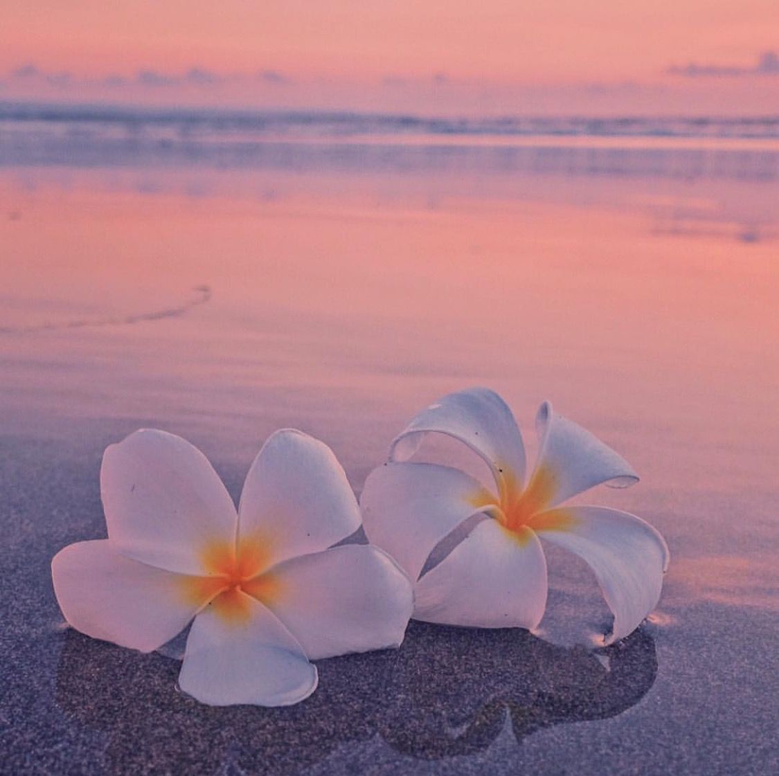 ❣ plumeria flower ocean sea beach sunrise sunset. Beautiful
