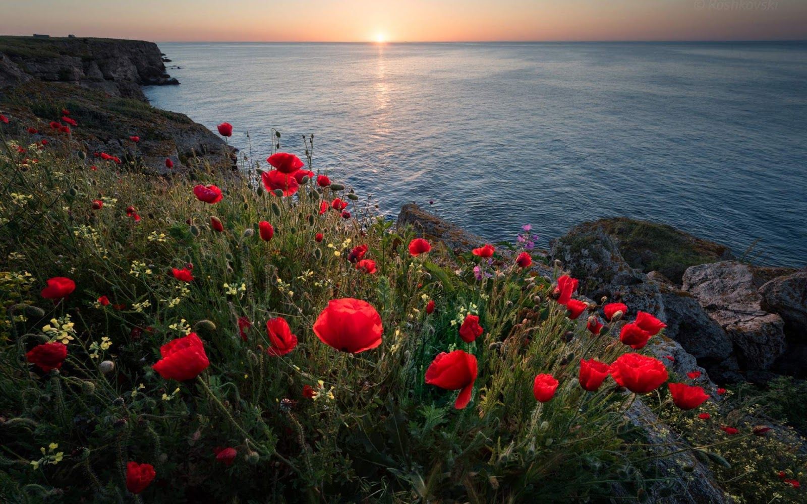 Mountain Flowers and Red Sea Morning Wallpaper Ultra4kWallpaper
