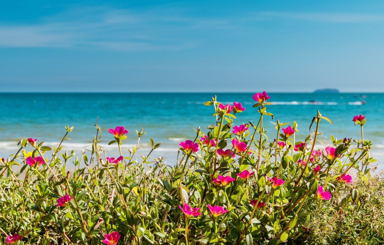 Wallpaper sea, beach, summer, the sky, the sun, flowers, shore, summer, beach, sea, pink, flowers image for desktop, section природа