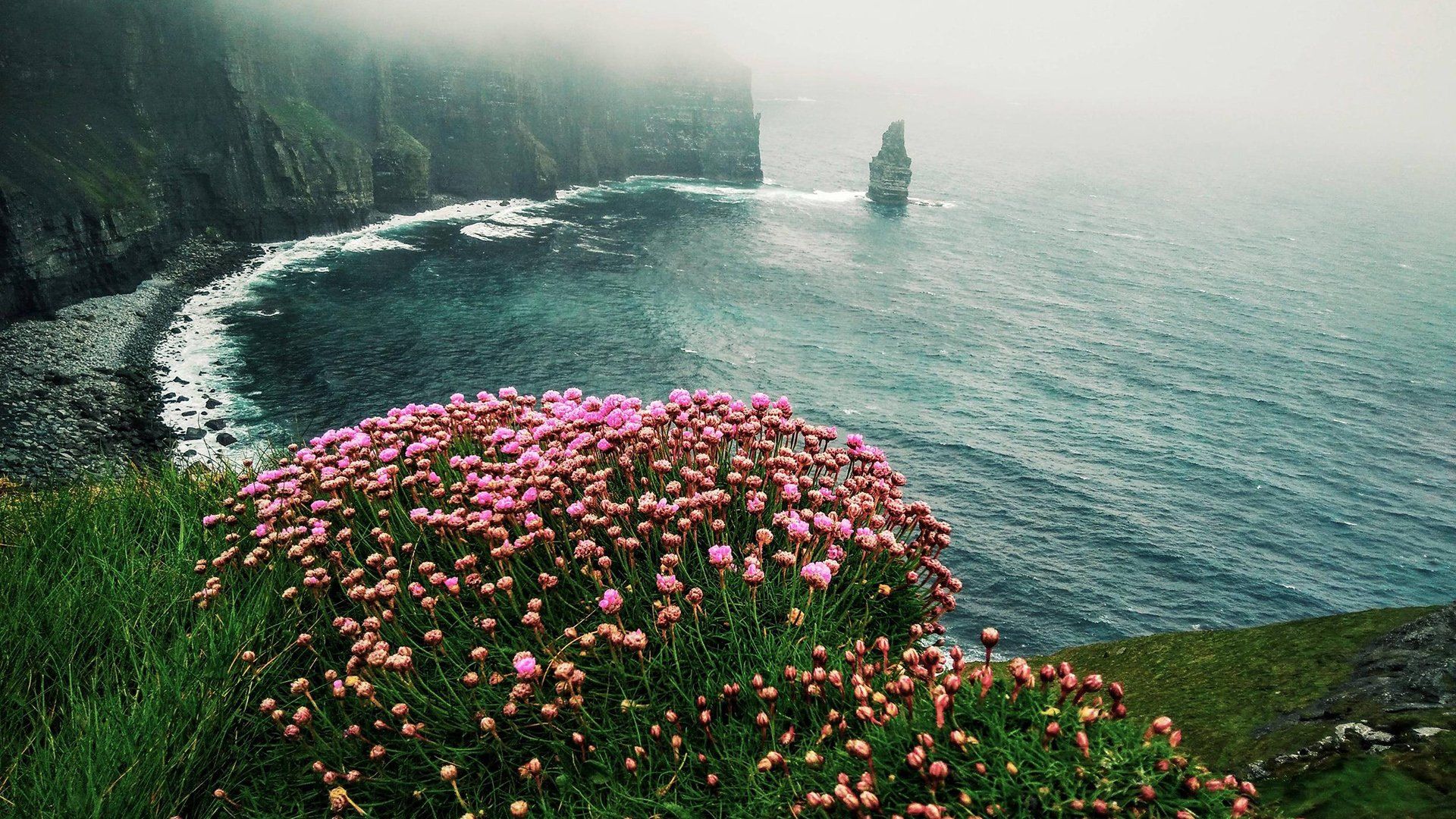 Flowers on the Coast HD Wallpaper. Background Imagex1080
