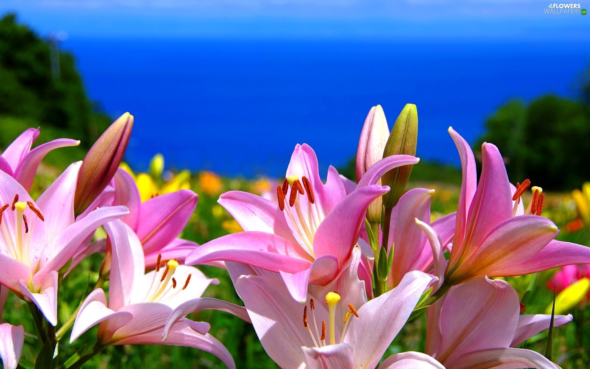 Pink, Flowers, sea, lilies wallpaper: 2048x1280