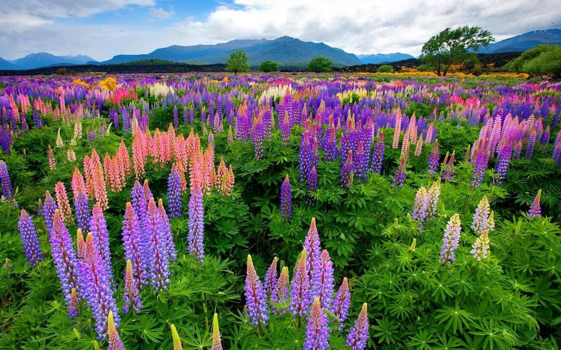 Lupinus in the Meadow HD Wallpaper. Background Imagex1200