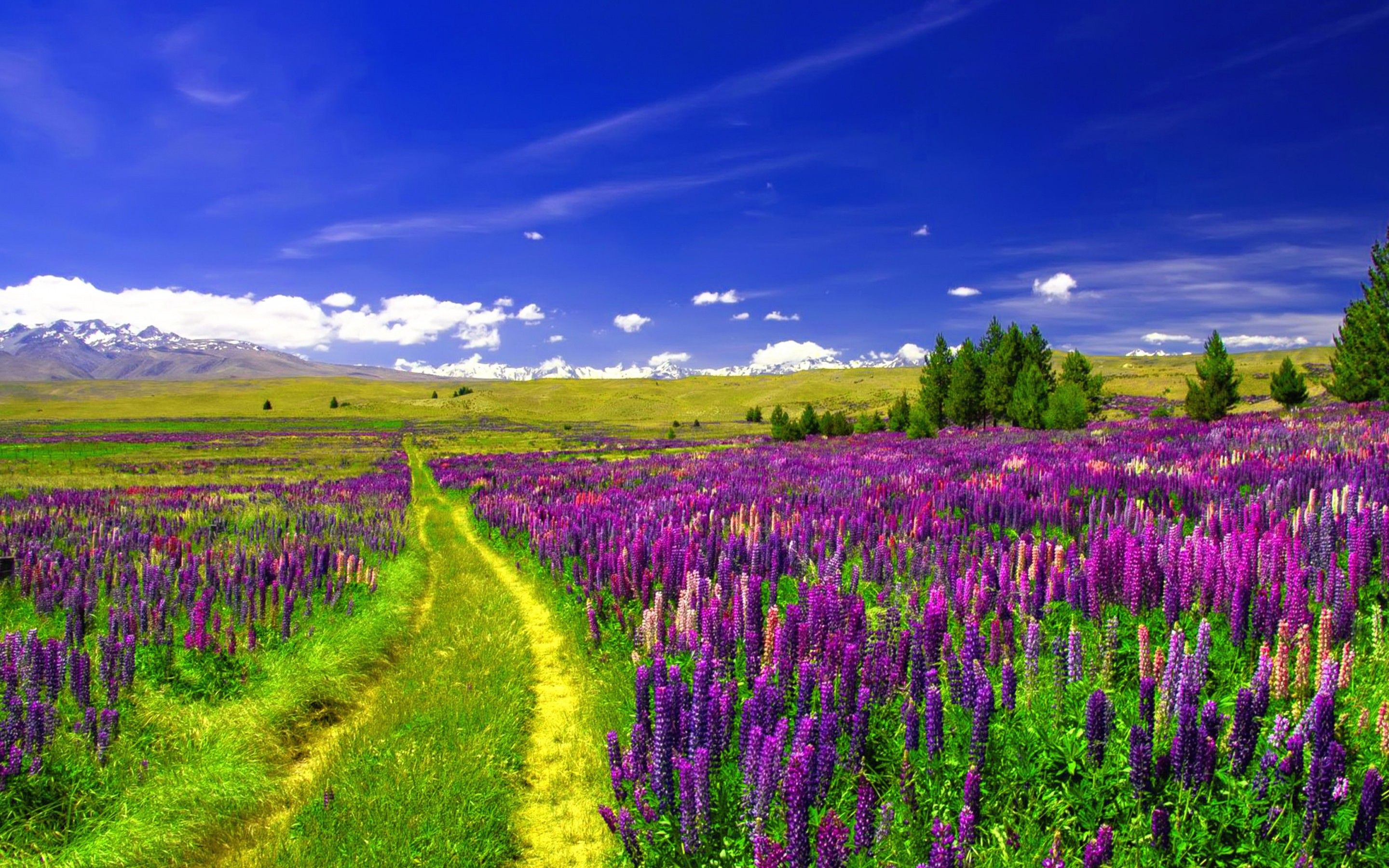 Wallpaper Lupine Field, European flowers, Pathway, Purple Lupines