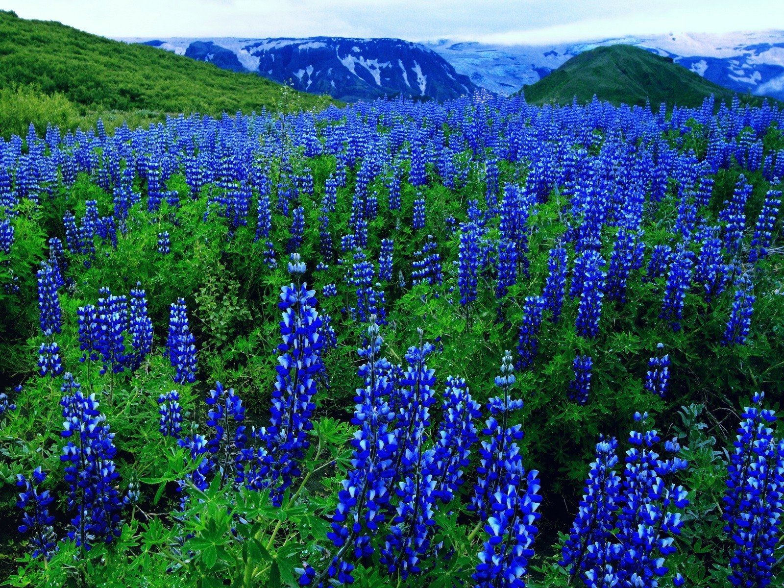 Lupine Field in the Mountains Wallpaper