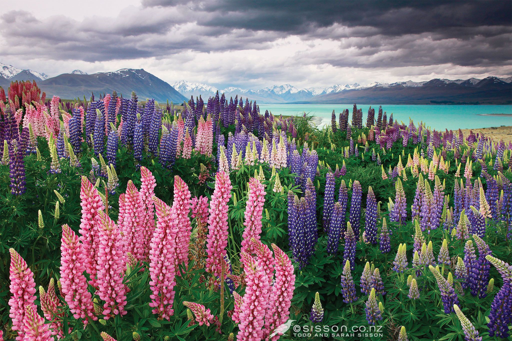Field of Lupines by the Lake HD Wallpaper. Background Image