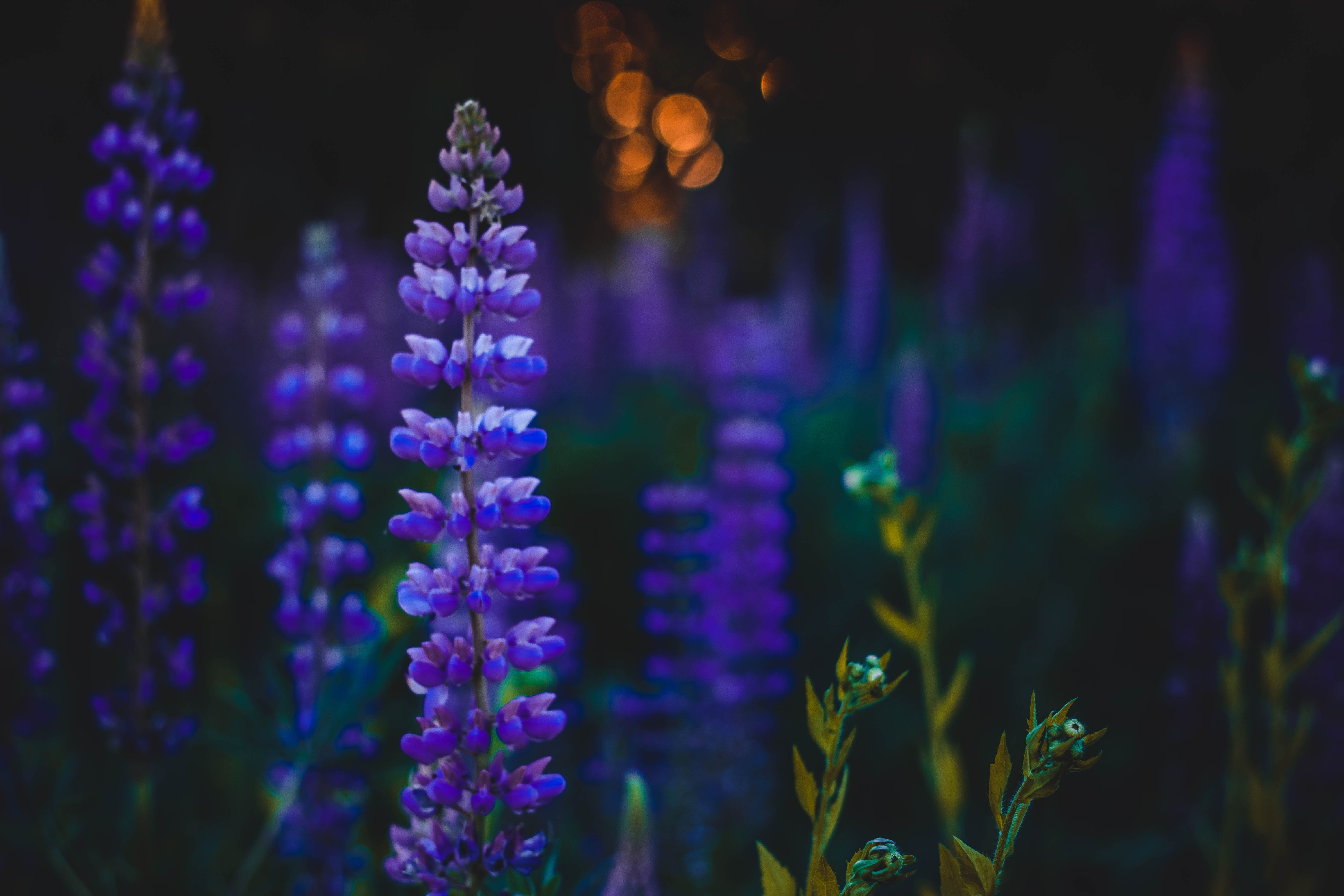 Depth of Field Photography of Purple Flowers · Free