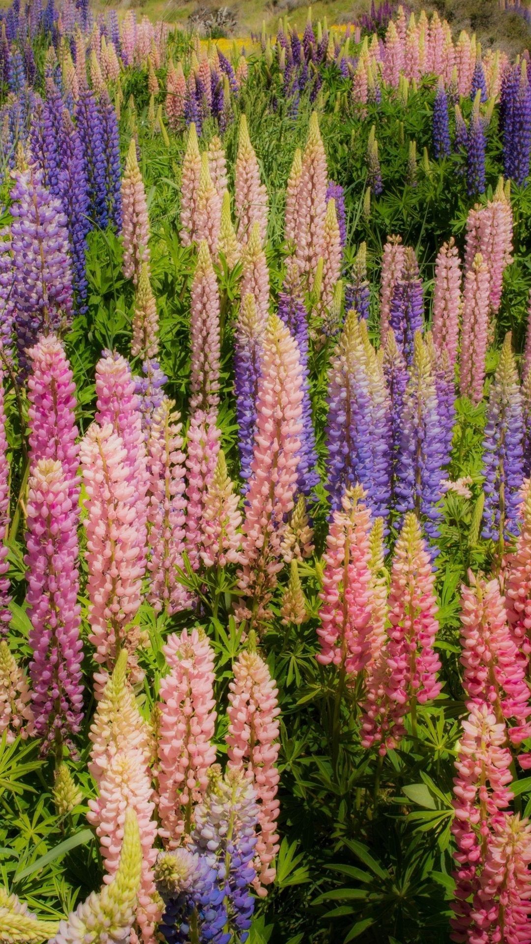 Beautiful Lupines Flowers 1080x1920 IPhone 8 7 6 6S Plus Wallpaper