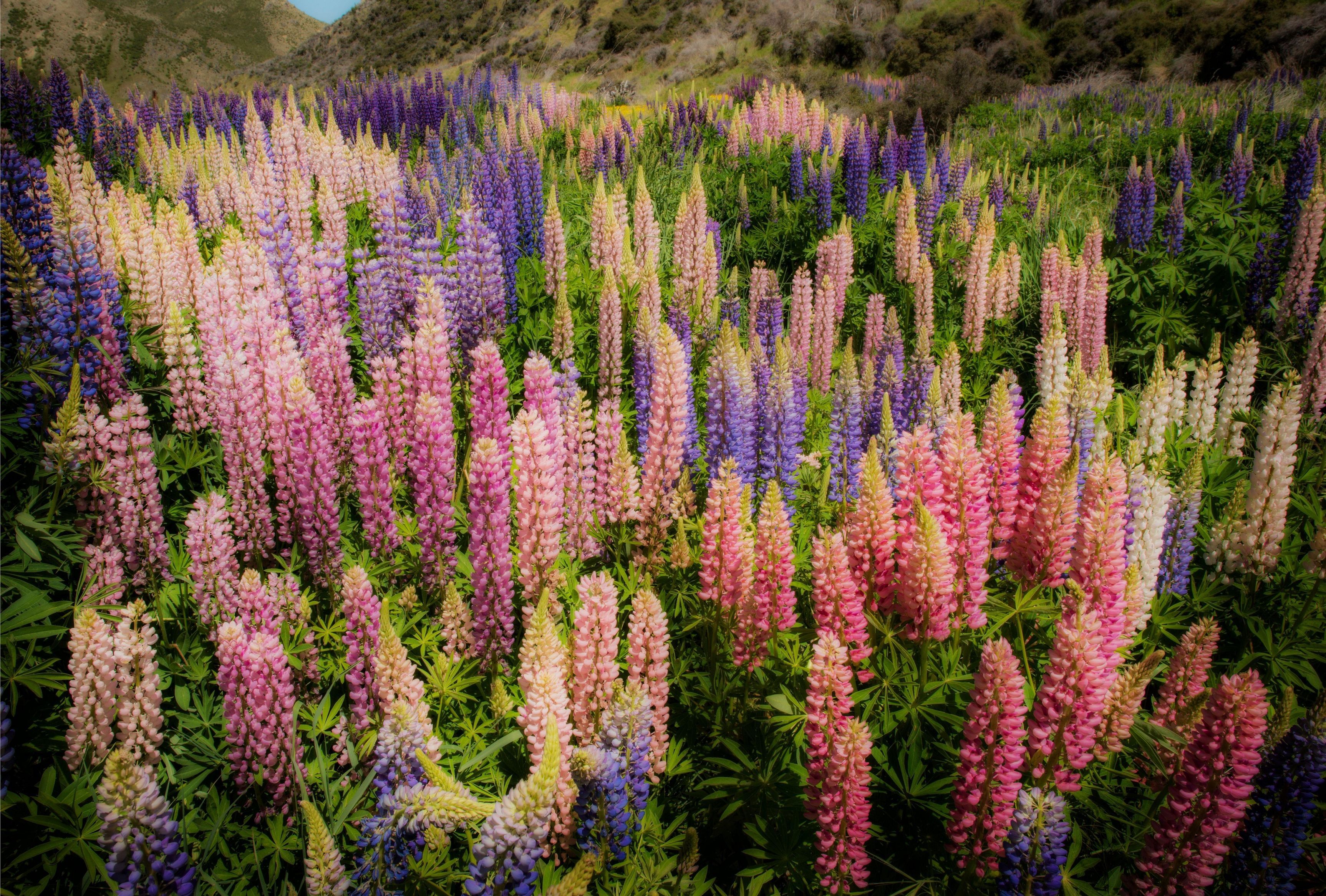 Lupines, Flowers, Glade, Greens, Mountains, Nature, Hd, desktop