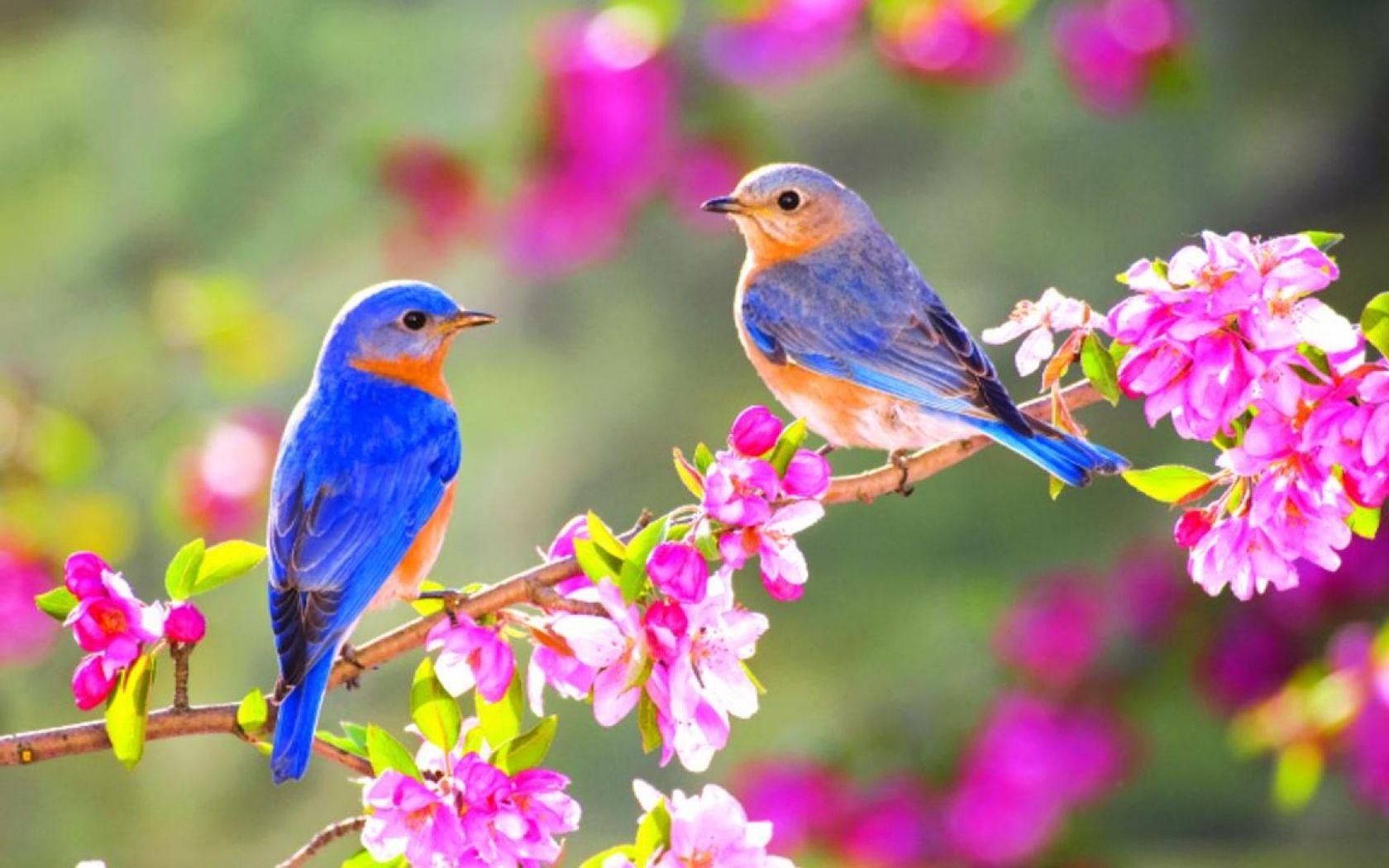 Free download SPRING BLUE BIRDS WALLPAPER 148833 HD Wallpaper