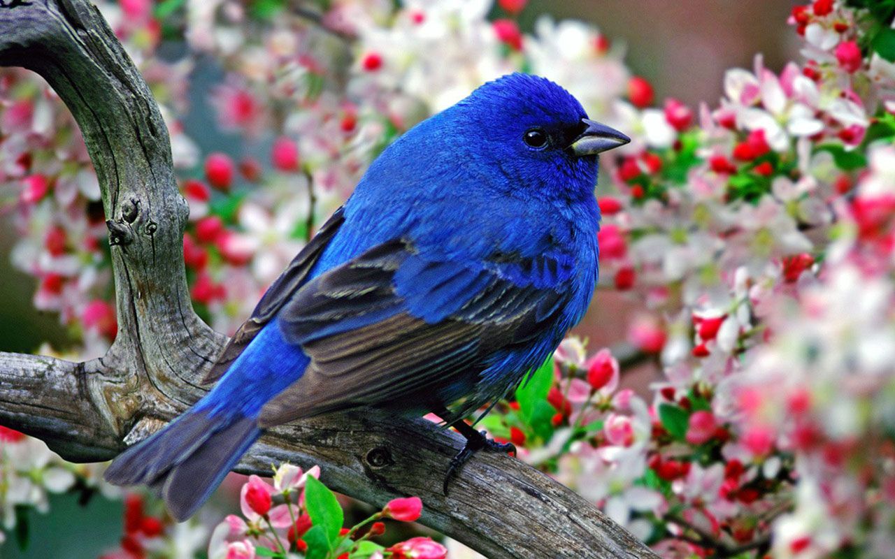 Free download Flowers on the bright feathers of birds photo