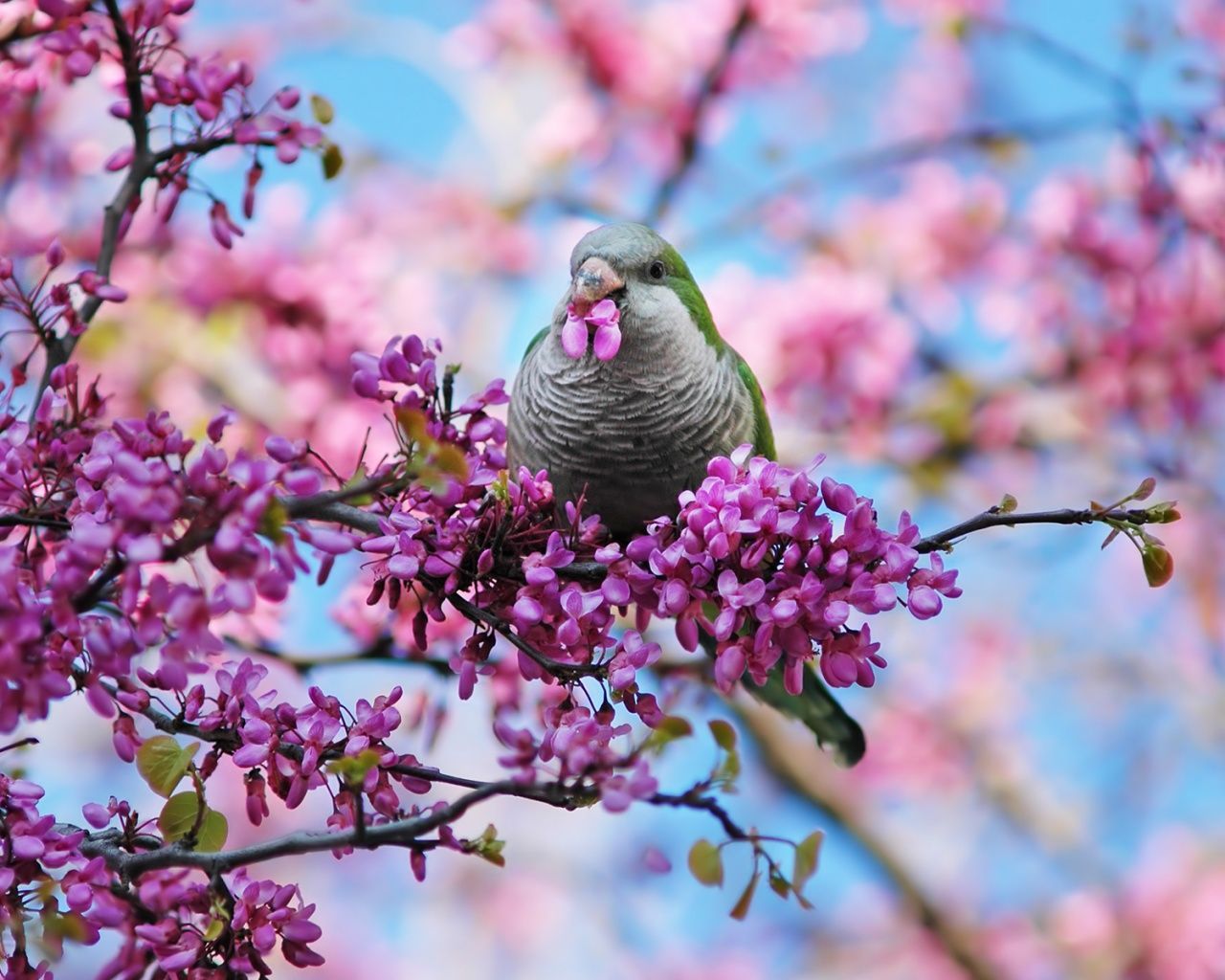 Spring Birds Flowers Wallpapers - Wallpaper Cave