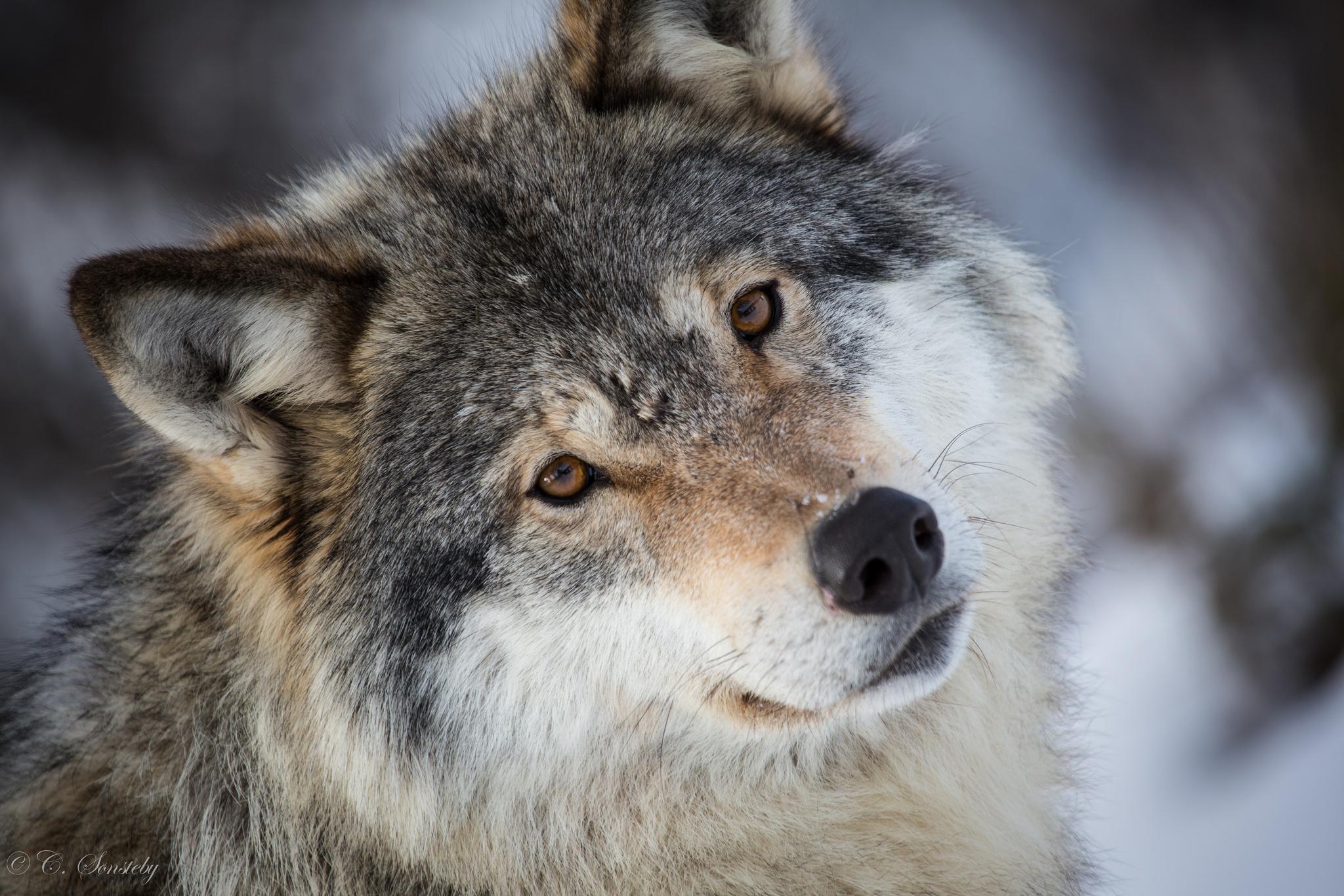 Cute Grey Wolf Wallpaper & Background Download