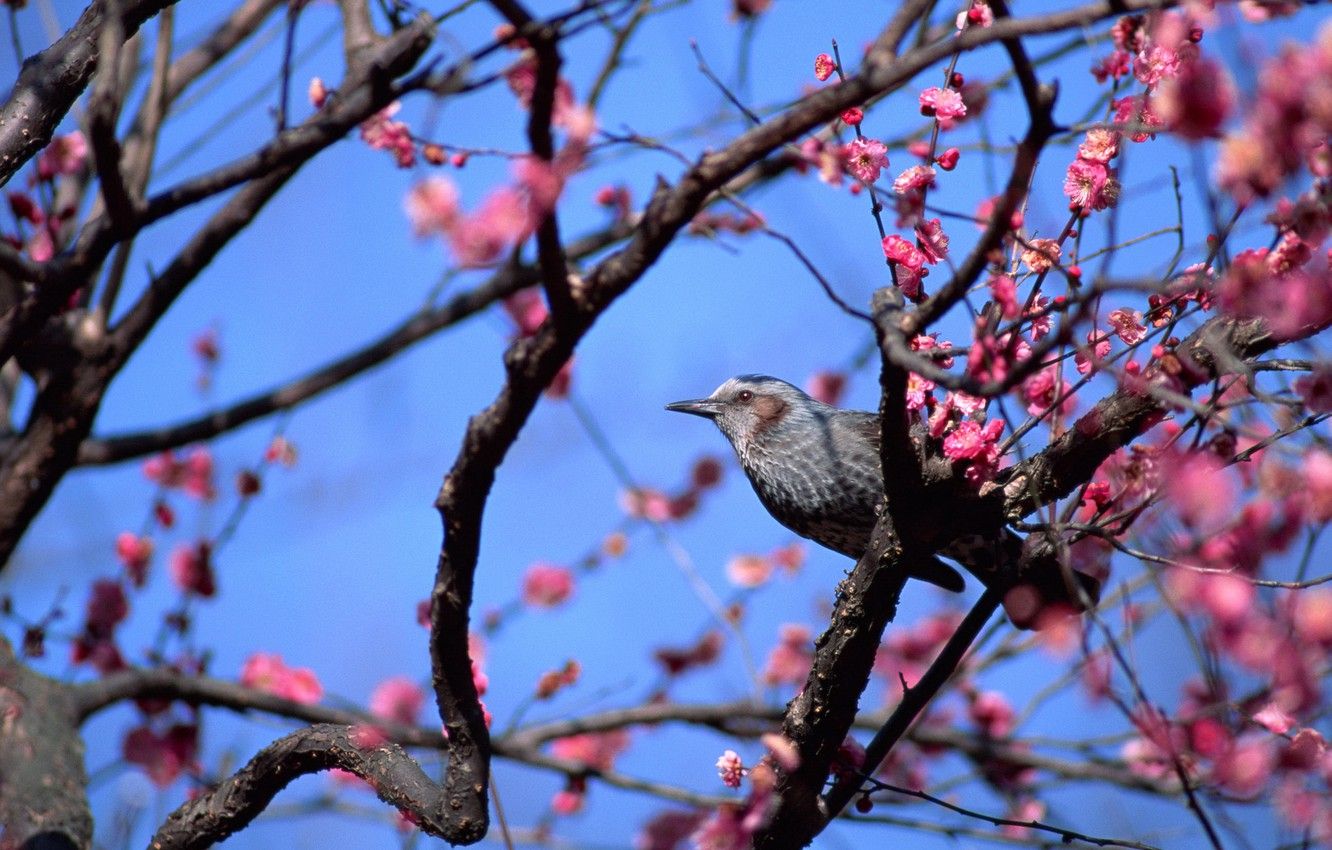 Wallpaper animals, birds, cute, spring, bird, flowering tree, pink